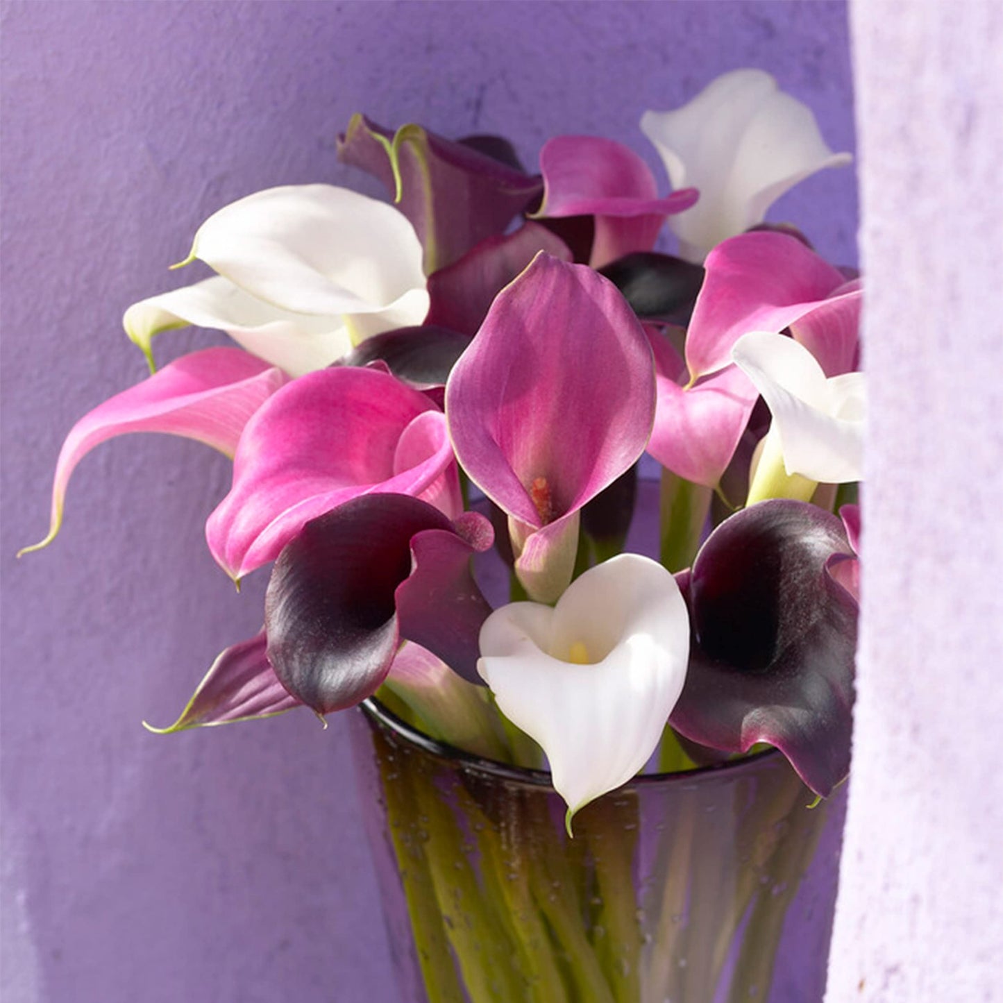 Garden State Bulb Purple Rain Multi-Color Mixed Calla Lily Flower Bulbs, 14/+cm, Spring Planting (Bag of 5)