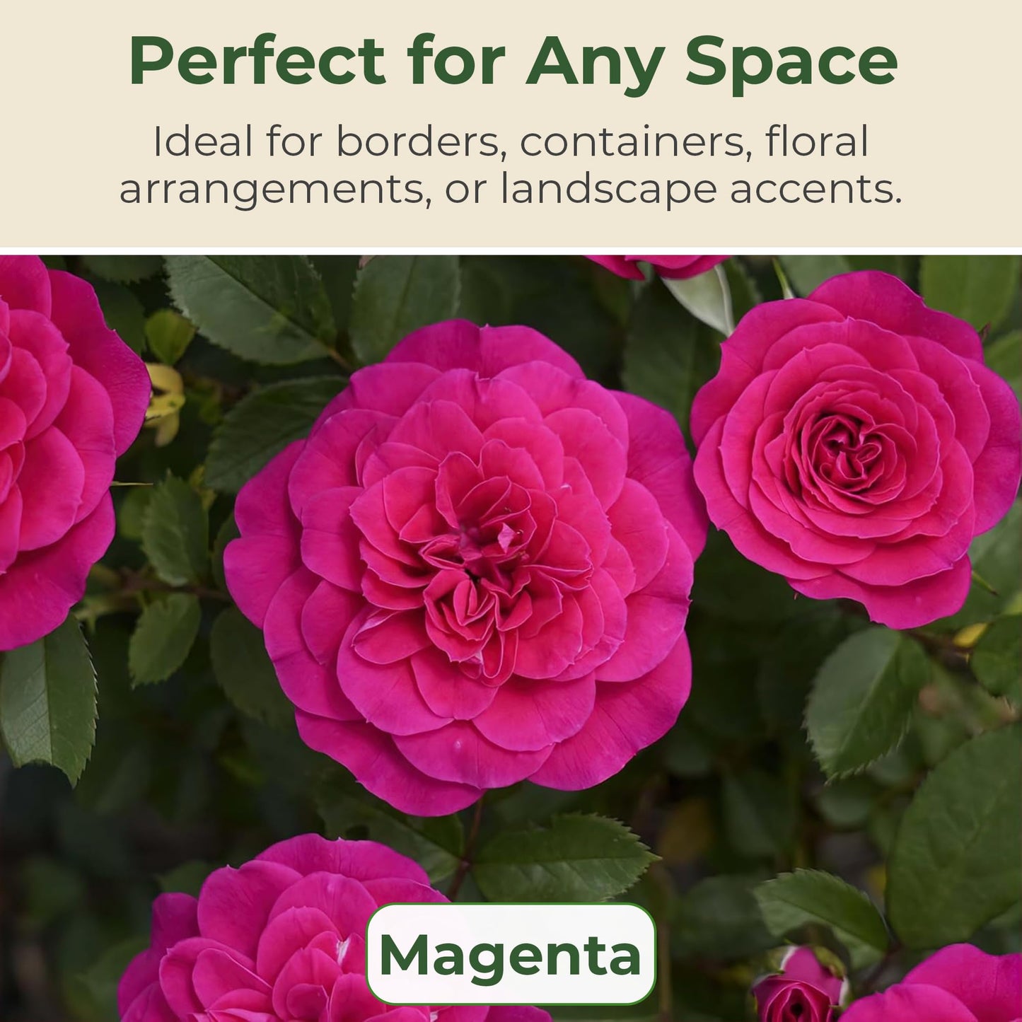 Sunblaze Dragon Fruit Mini Rose Bush - Summer & Spring Blooming Deep Pink Flowers for Gardens and Floral Arrangements - Grows Upto 1.5' x 1.5' in 2 Gal Pot - Garden Roses w/Mild Fragrance (1 Count)