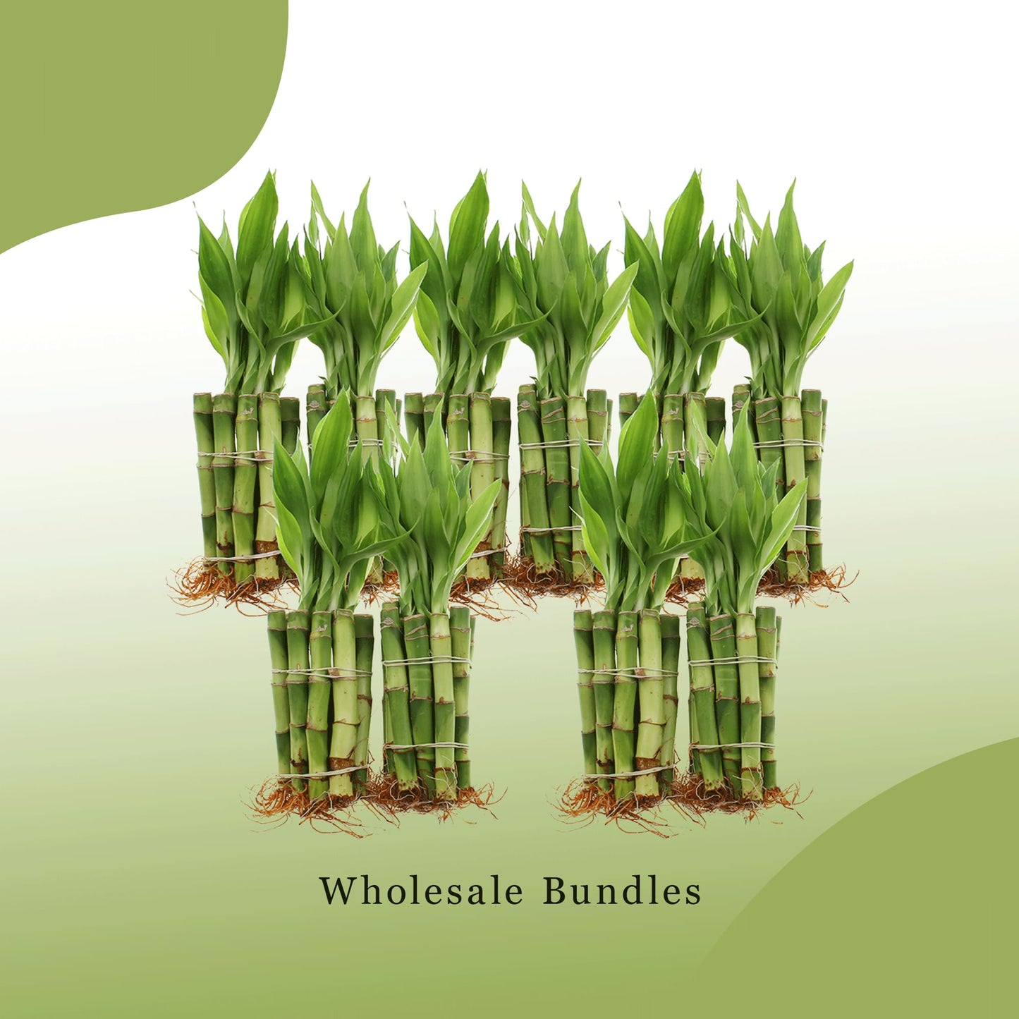 NW Wholesaler - 4" Live Lucky Bamboo Plant - Bundle of 10 Stalks - Live Indoor Houseplants for Home Decor, Live Bamboo Plant, Indoor Low Light Plants, Feng Shui (10)