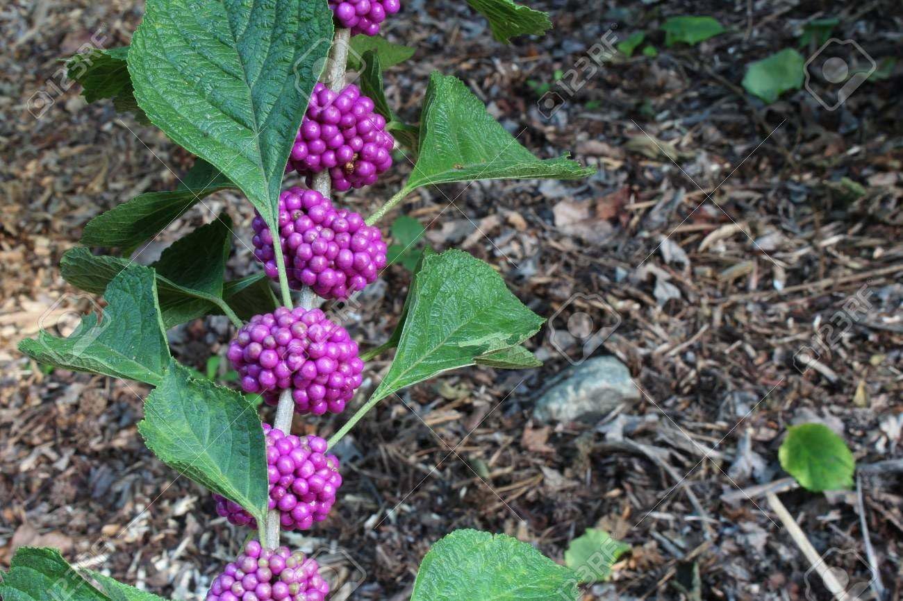 American Beautyberry Shrub/Bush - 4-8" Tall Live Plant - 2.5" Pot - Purple Beauty Berry Seedling - Callicarpa Americana