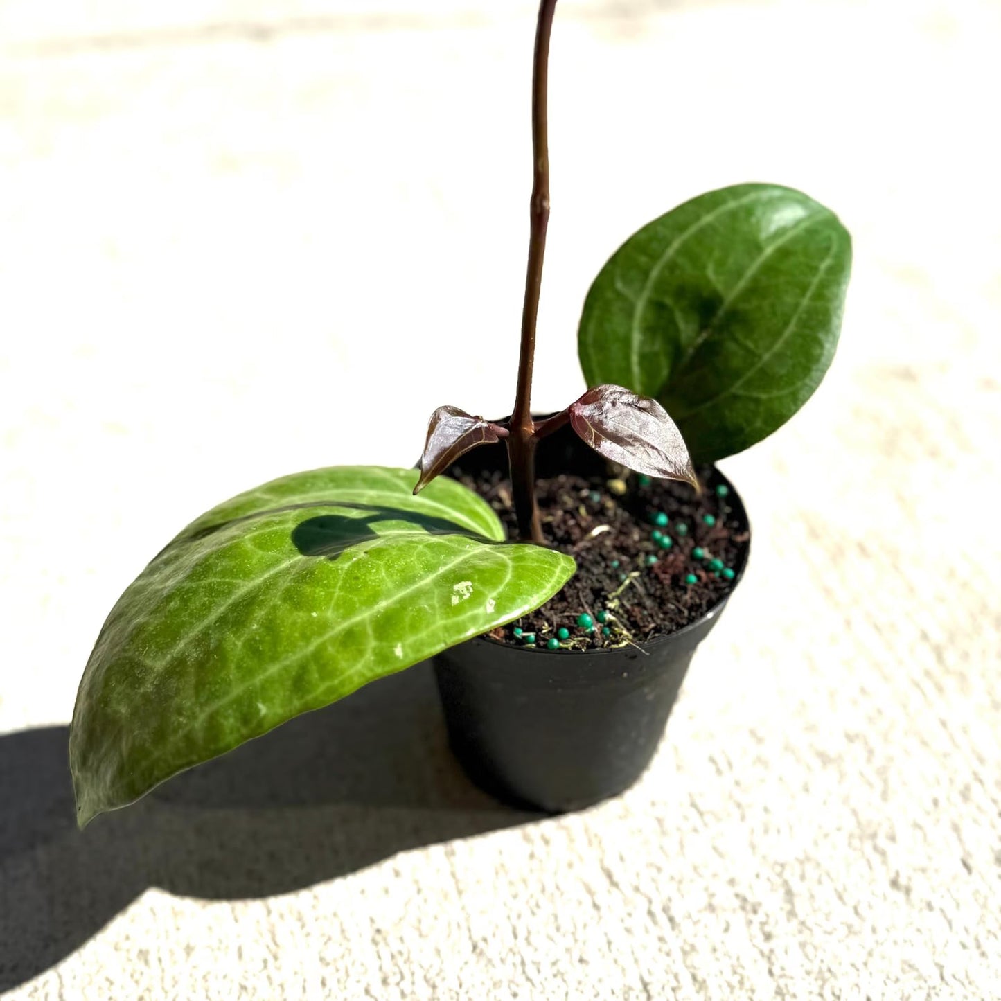 Hoya Latifolia Sarawak Live Plant | Hoya Cuttings Starter Plants | Succulent House Plants for Beginner | Rare Houseplants Garden Plant Gifts (Heat Pack Included)