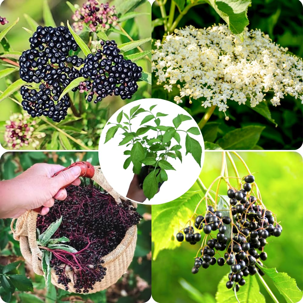 2 American Elderberry Bush Live Plants 6 to 12 Inch Tall, Black Elderberry Plants Live for Planting, Sweet Elderberries Fruit Tree Live Plant