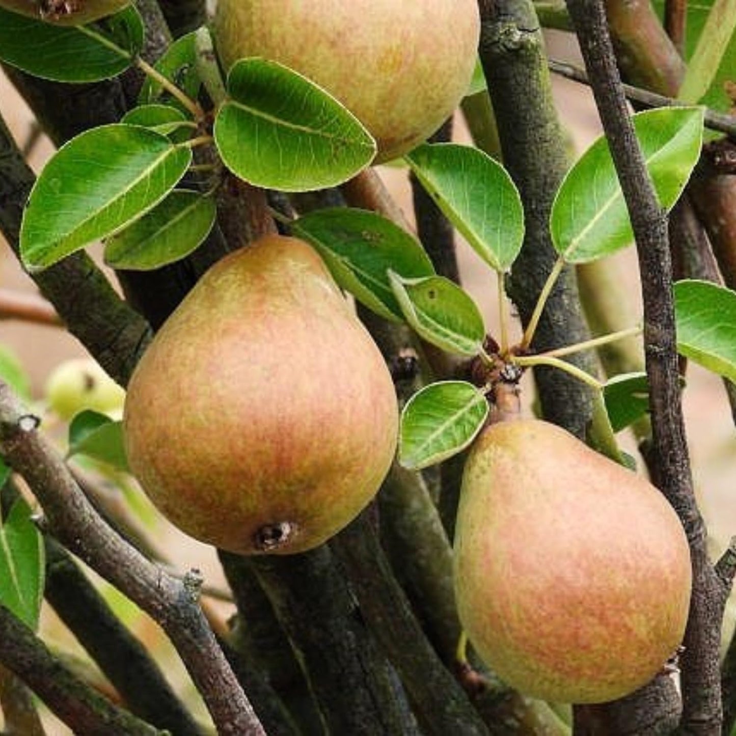 9 Months Old Pear Tree Live Plant for Spring Planting, Pineapple Pears 8-10 Inches in Tall, No Pot, Dormant in Winter, No Leaf, Cold Hardy Pear Home Orchard Yard