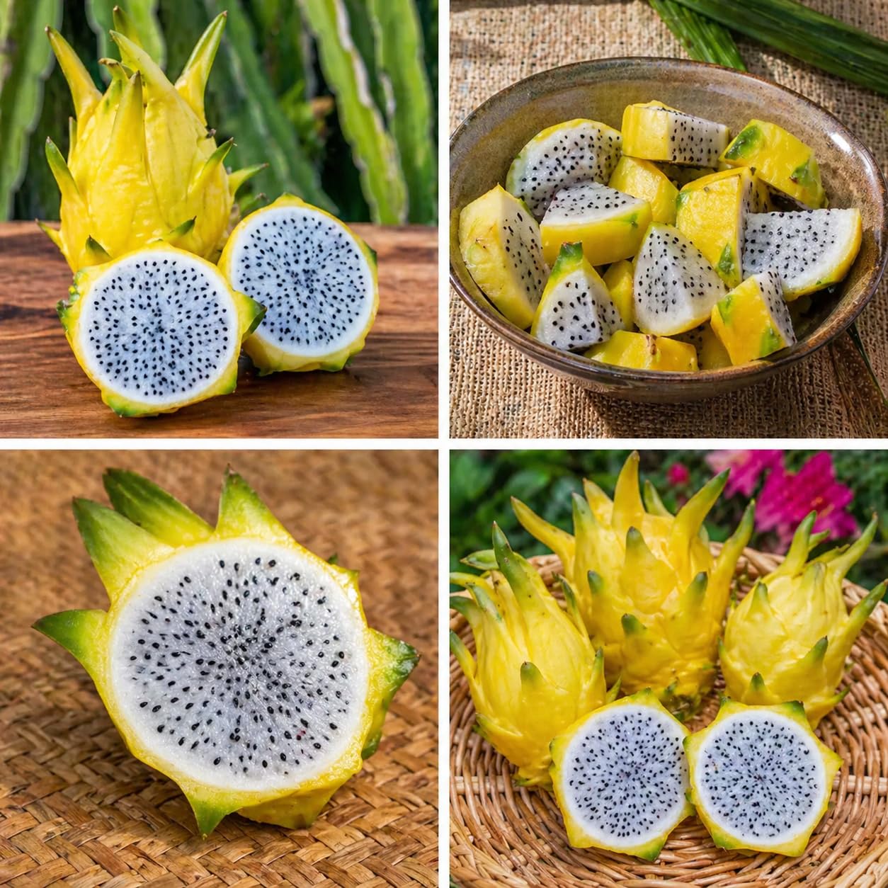 Yellow Dragon Fruit Plants(Pack of 2) Rare Selenicereus Megalanthus Live Cactus Cuttings, 4-6" Tall, Fast Growing Sweet Pitaya, Cold Hardy Zones 9-11, Indoor/Outdoor Container Friendly
