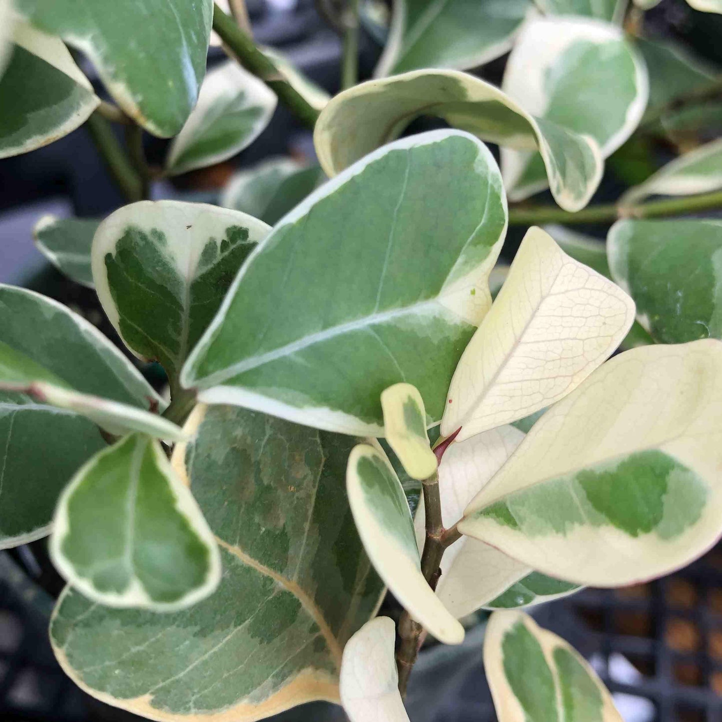 Variegated Ficus Triangularis - Live Tropical Shrub Plant - White Green Heart-Shaped Leaf - Emerald Goddess Gardens - Starter Sz 4 Inch Pot