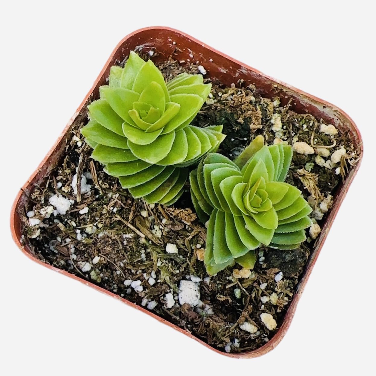 USKC Live Crassula Plants (2" Pot Estagnol Spiralis Starter)