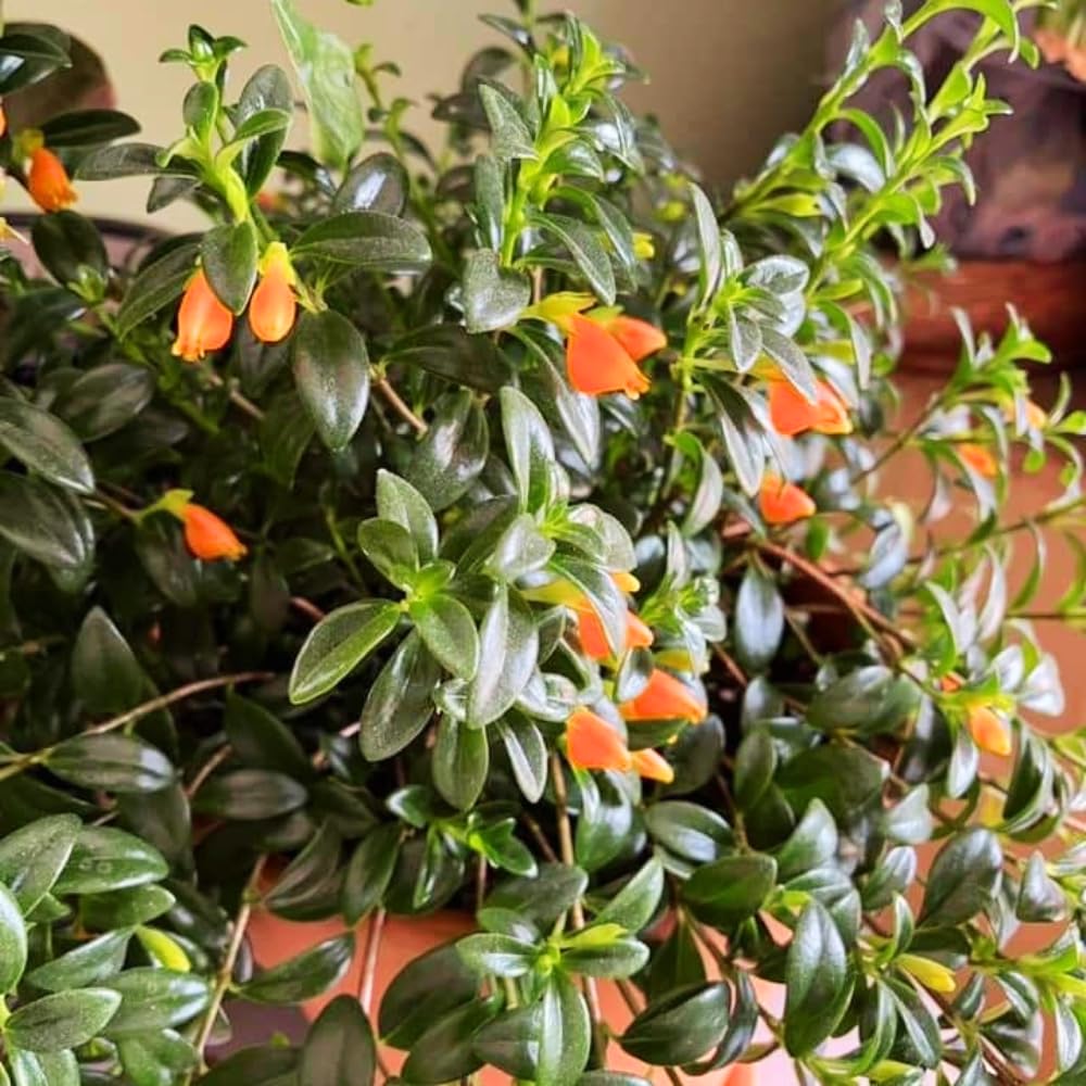 Trailing Goldfish Plant, Goldfish Plants Live Houseplants in 4 Inches Pot, Bright Blooms Flowers for Hanging Basket, Rare Indoor Succulents, 4 to 7 Inches Tall