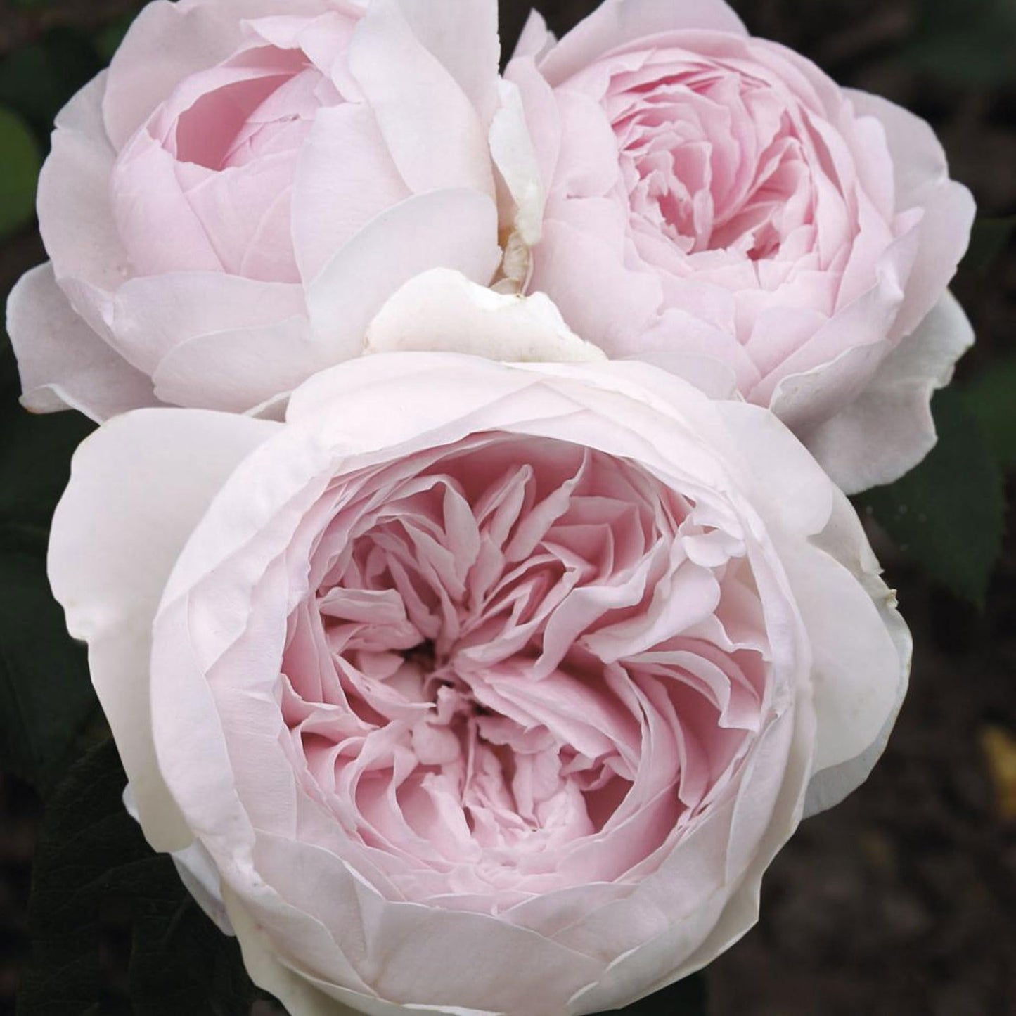 Earth Angel Parfuma Rose, 1.5 Gal Potted, Blush Pink Peony-Shaped Blooms, Own Root, Hardy Zones 5-10, Live Plant, Stargazer Perennials