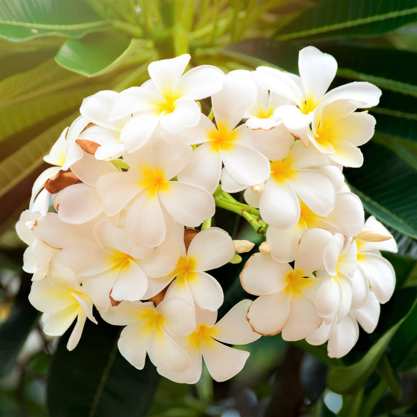 4 White Hawaiian Frangipani Plumeria Tree Plant Cuttings PT54 Discount Hawaiian Gifts