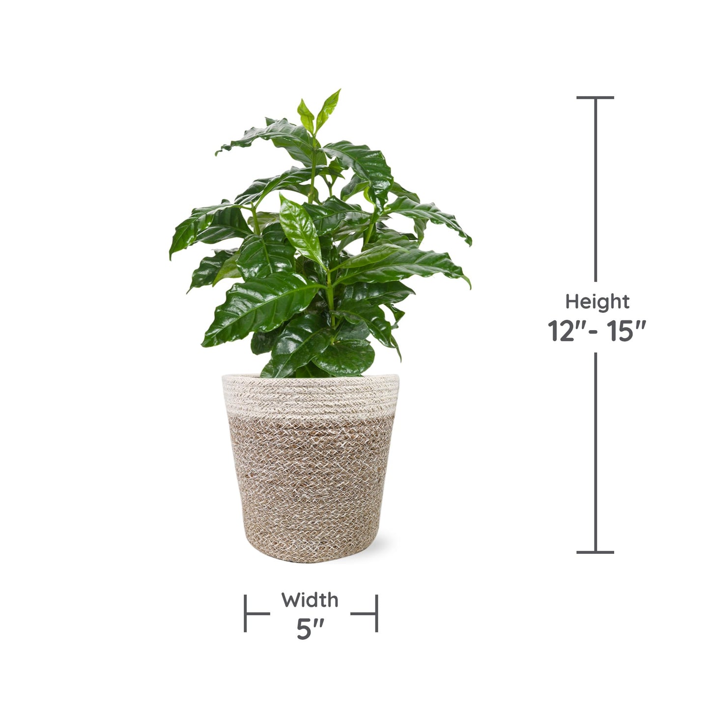 Green Circle Growers 5" Coffee Arabica in Cream Jute Pot, Live Indoor Plants, House Plant