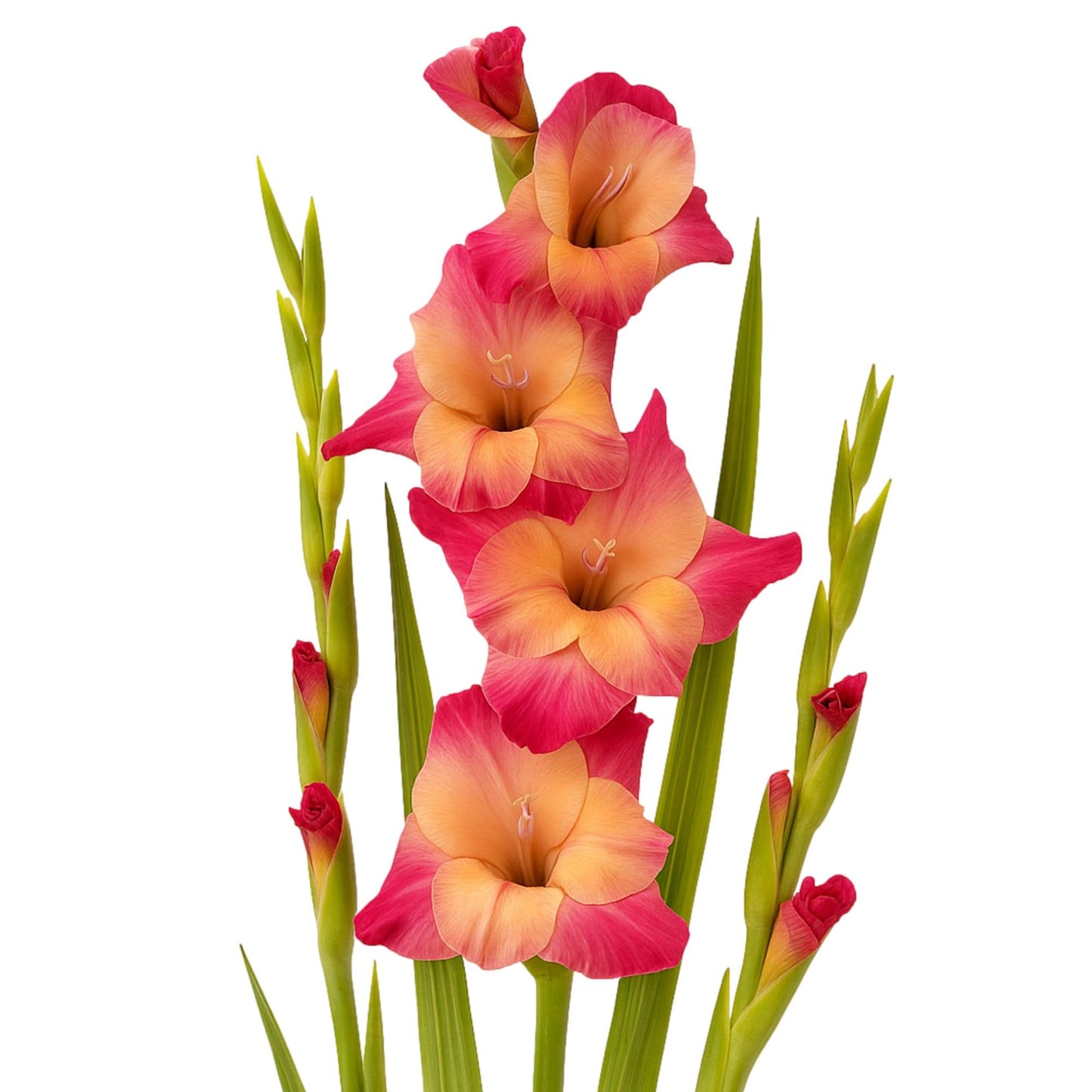 Easy to Grow Gladiolus Apricot Bubblegum - 10 Flower Bulbs, Summer Blooms in Full Sun (Tall)