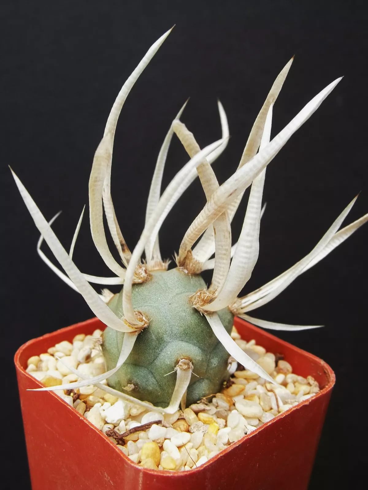Paper Spine Cactus, Tephrocactus Articulatus VAR. Papyracanthus, Rare Live Plant by Exotic-Succulent-Collection