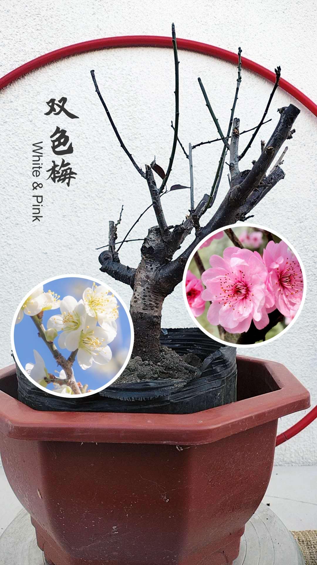 Fragrant Live Plant Rare 'Meiren & Jade Butterfly' Japanese Apricot Bonsai (Prunus mume)–Plum Blossom 8+ Year Old Without Buds