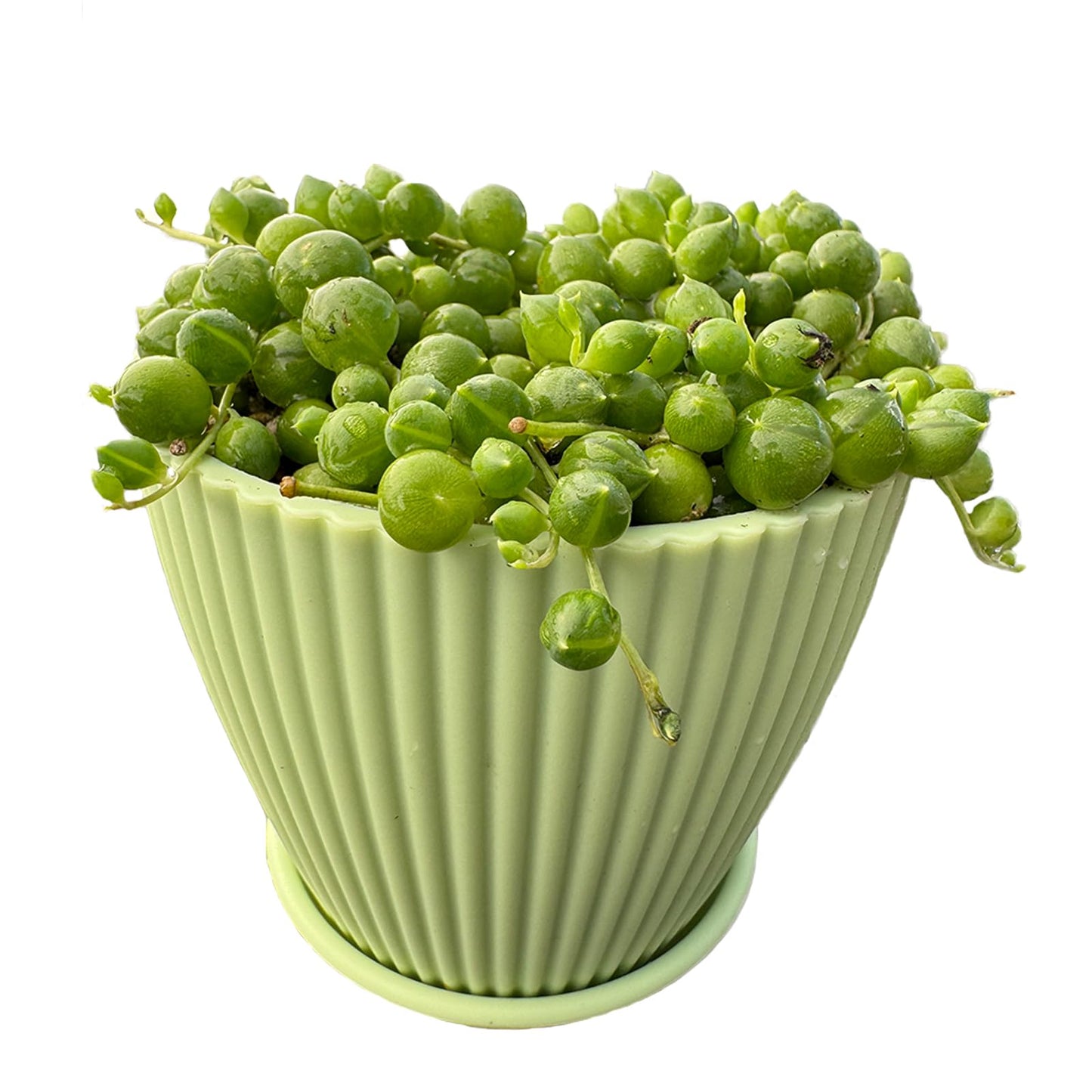 Live Succulent Plants String of Pearls (4 inch), Comes with Green Plastic Pot, Easy Care Houseplant, Unique Gifts, Home Office Décor