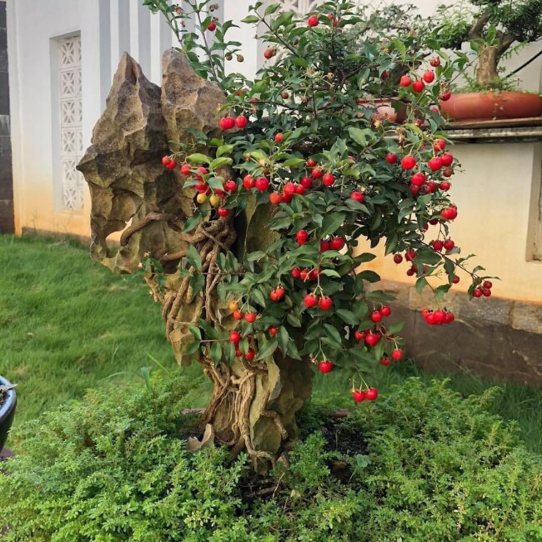 4 Barbados Cherry Trees Live Plants, 4-7" Tall Fast-Growing and High Yielding Sweet Fruit, Edible Fruit Bearing Tree for The Patio and Garden, No Pot