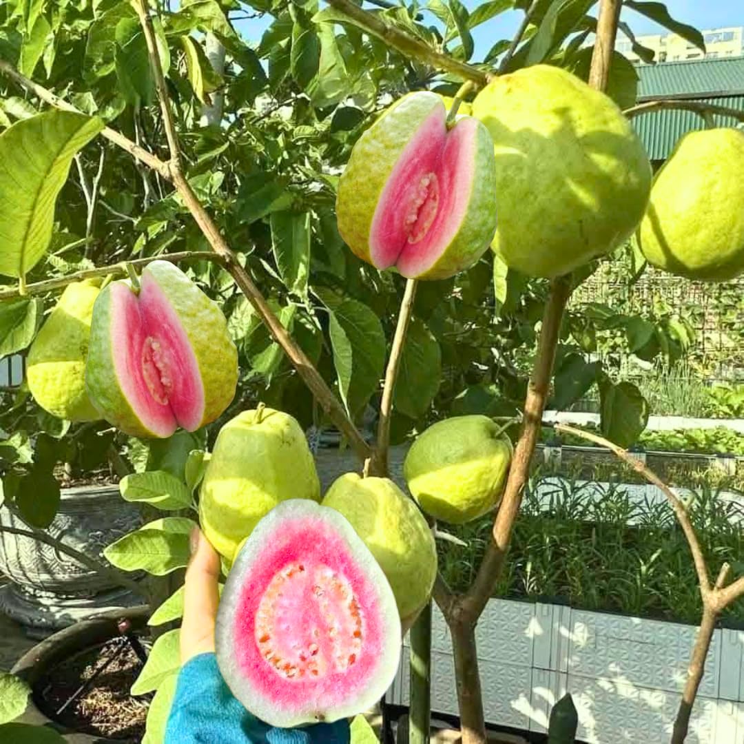 Fruit Bearing Pink Guava Tree Live Plant, 2-3 Feet Tall in Gallon Pot, Grafted Guava Trees for Planting, No CA