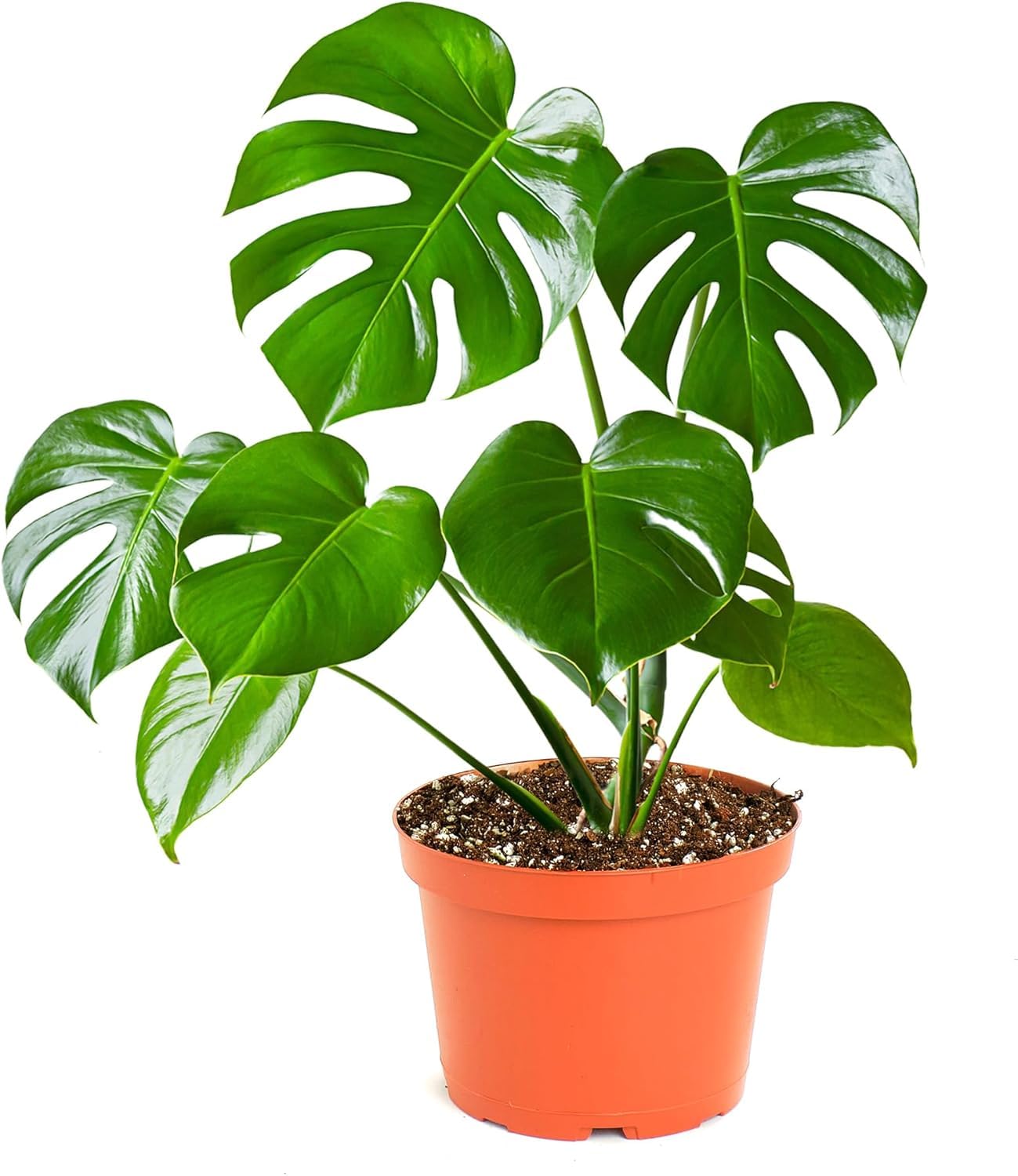 Shop Succulents Monstera Deliciosa Swiss Cheese Plant, Live Indoor Plant, Easy to Grow Split Leaf Houseplant in Grow Pot, Housewarming, Decoration for Home, Office, and Room Decor, 6 Inch