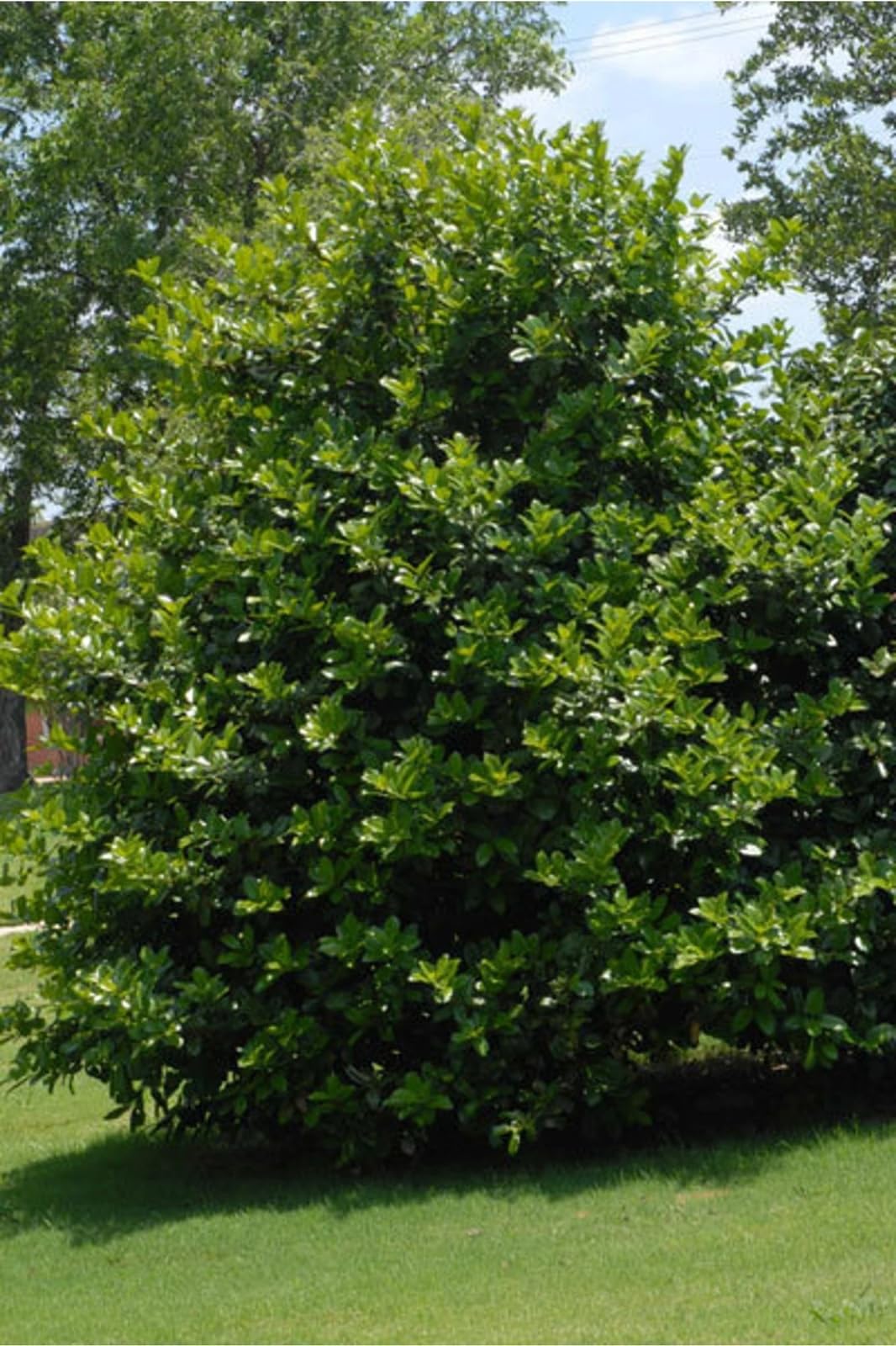 Live Plant - 2 Needlepoint Holly Shrubs/Hedges โ 12" Tall Seedlings โ Live Plants - 3" Pots
