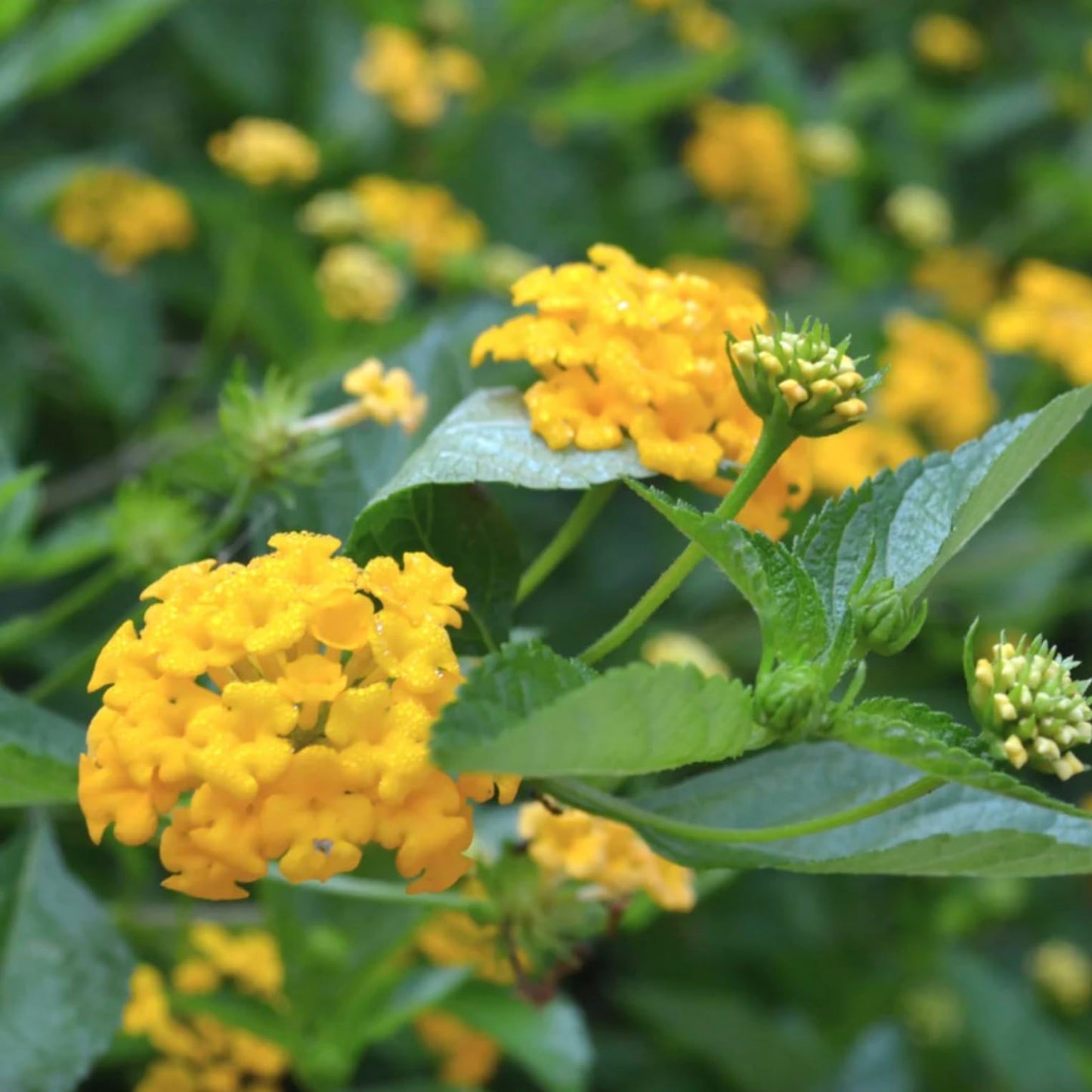 Lantana Plants Live - Chapel Hill Gold Pack of 3 Lantana Live Plants for Planting - 4-6 Inches Tall - Pollinator-Friendly, Container-Friendly, Easy Care