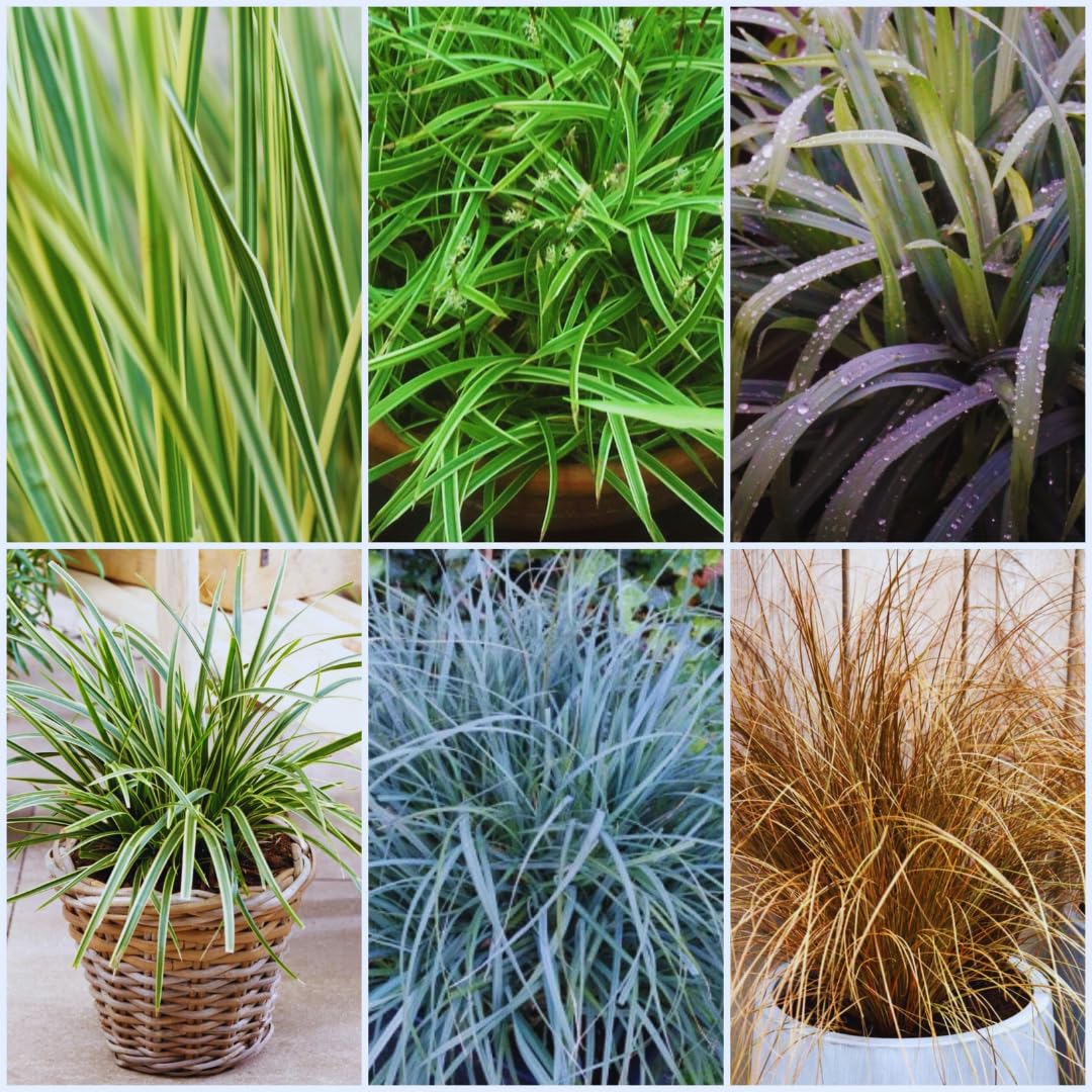 2 Grass Ornamental Grasses Seedlings, Live Grass Perennial Hardy Ornamental Plants, Outdoor Planting, 5-9" Tall (Mixed)