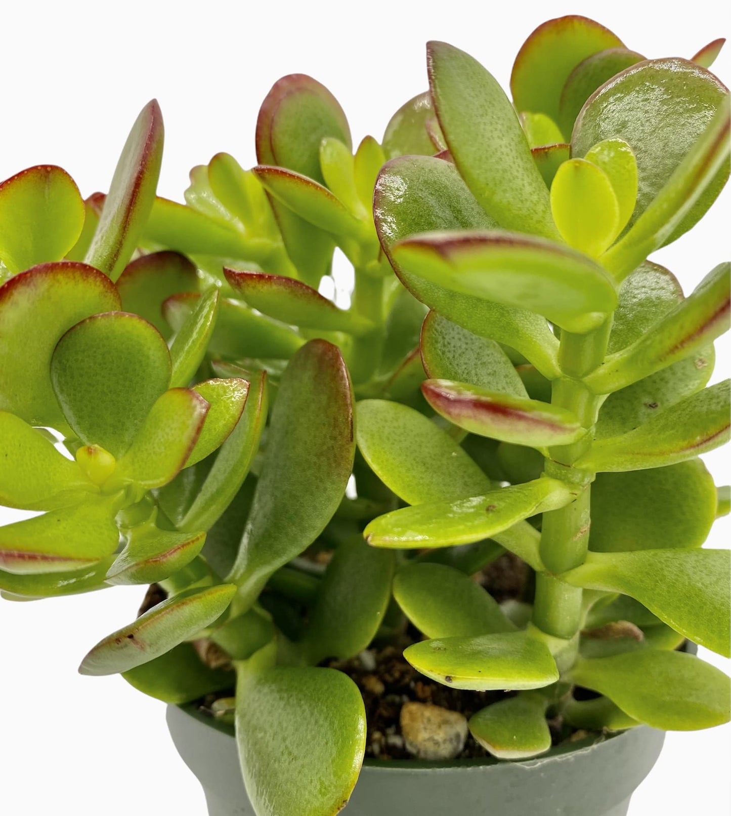 Live Plant, Jade Plant, Crassula Ovata 4 inch Pot - Succulents - Hopewind Plants Shop