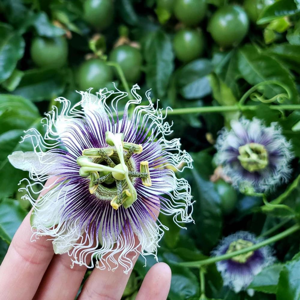 Passionfruit Plant, Passion Fruit Vine 5-8'' Tall, Hardy Fruit Tree Live for Home Gardens and Containers Planting (Purple Passionfruit)