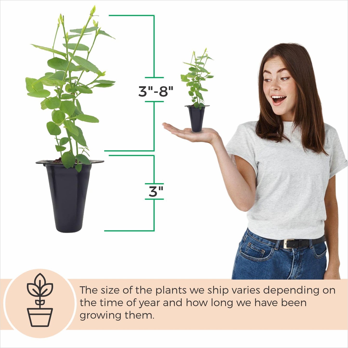 Blueberry Plant Biloxi (4 Pack) Live for Sale | Easy to Grow Plants | Edible Fruit Plant for Sustainable Living | Grow Your own Food on Your Edible Organic Garden| Live for Planting| No Seeds