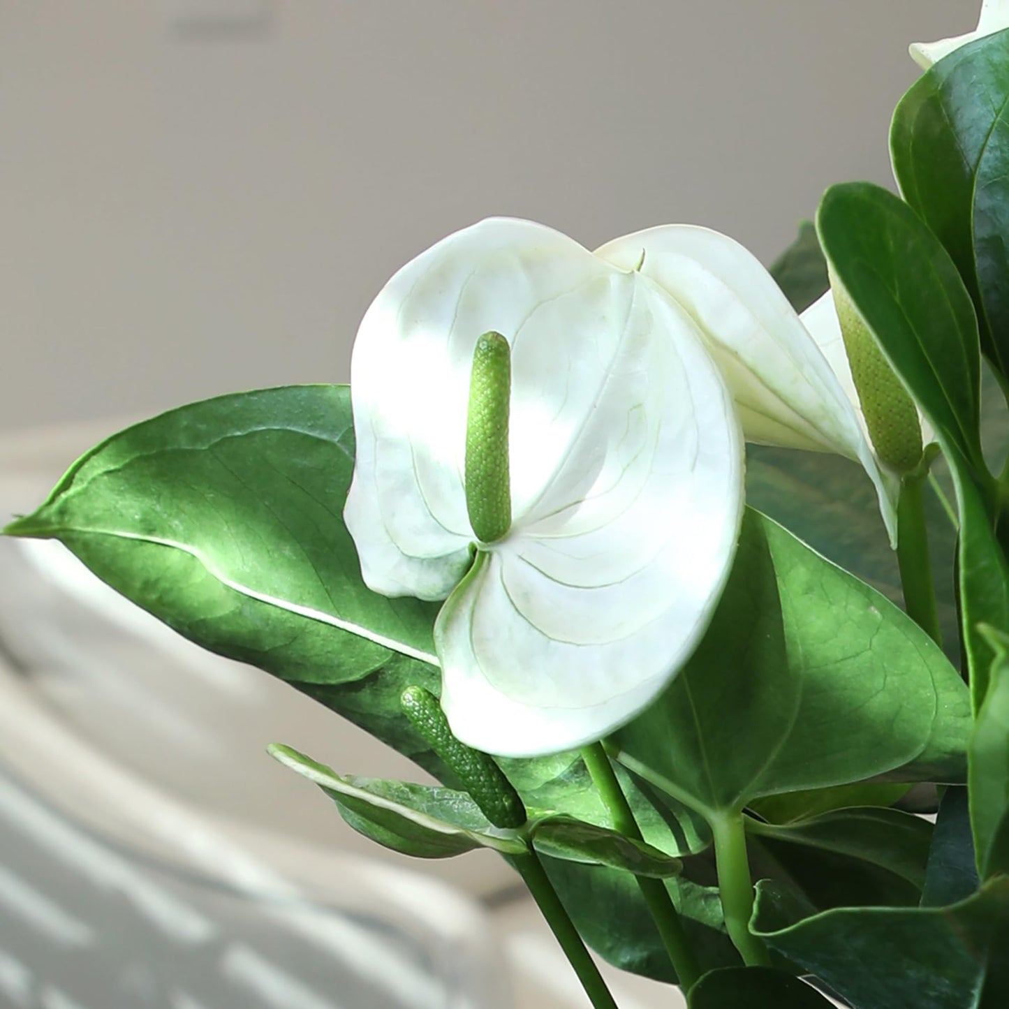 White Anthurium Live Sympathy Plant (Approx 18-21" Tall), Easy to Grow Flowering Houseplant in 6" White Decor Pot by Plants for Pets