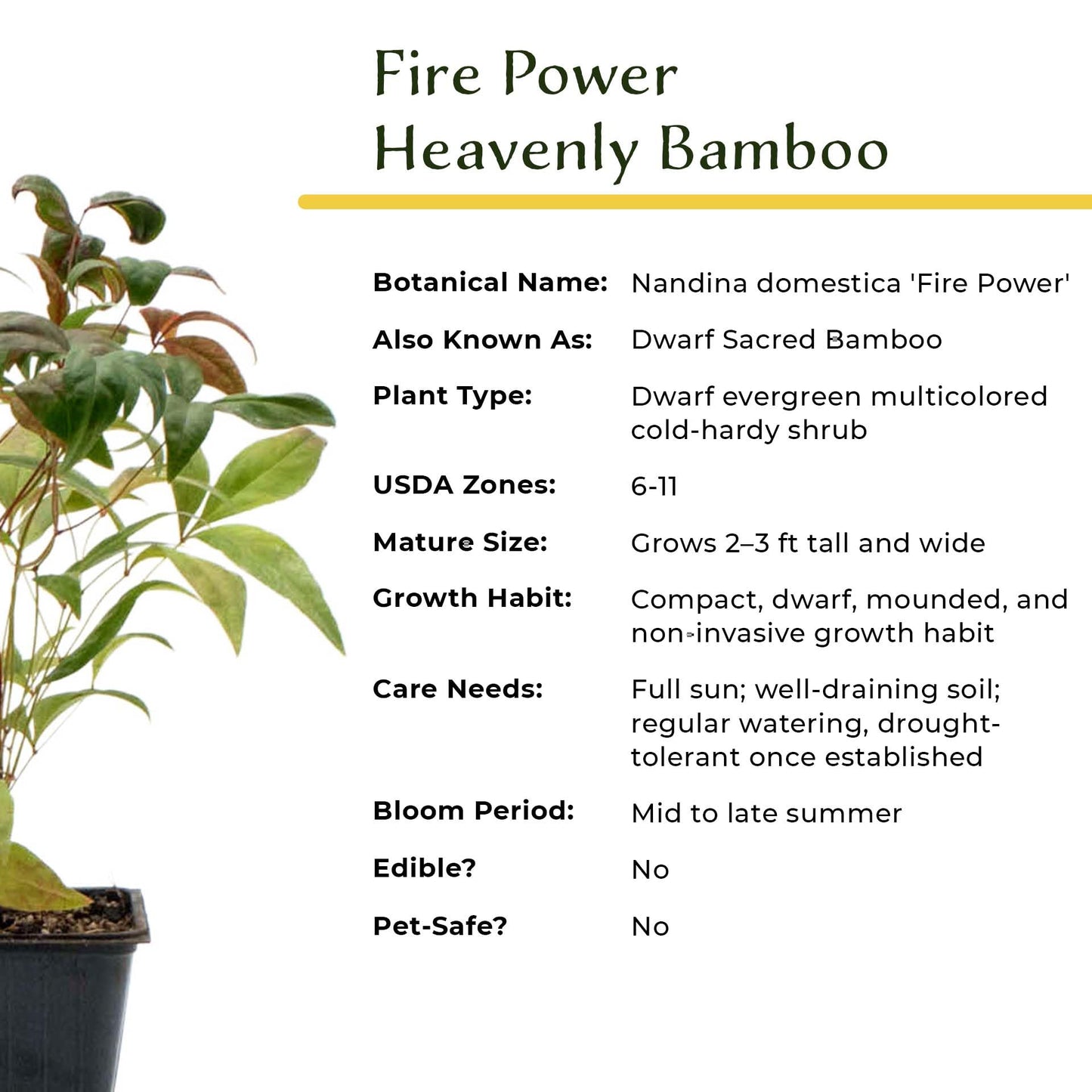 4 Fire Power Heavenly Bamboo in 2.5” Nursery Cubes (Nandina domestica 'Fire Power') | Dwarf Evergreen Shrub with Bright Red Foliage and Compact Growth | Live Starter Plants