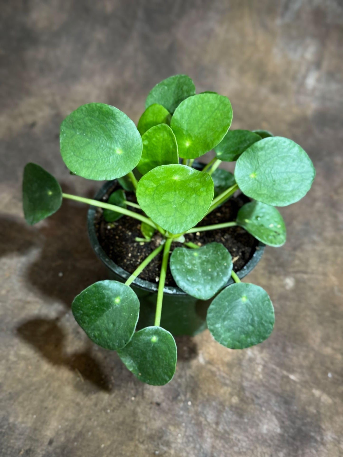 PLANTVERS Chinese Money Plant in a 4" Grow Pot – Pilea Peperomioides – Coin-Shaped Green Leaves Plant – Easy-Care Houseplant for Low Light – Low Maintenance Indoor Plant