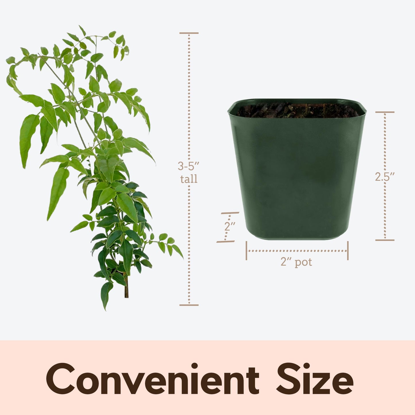 My Shelfie - Mini Pink Jasmine Plant Vine Starter in 2-Inch Pot, Live Plants Outdoor Setting, 3-5 Inches, Pet-Friendly, 1-Piece