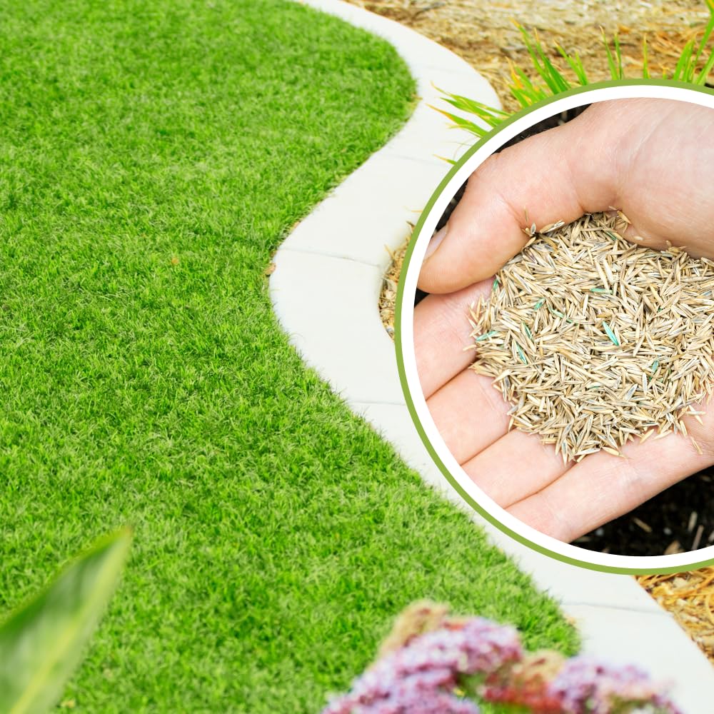 20000 Emerald Zoysia Grass Seed, Zoysia Grass Seeds Lawngrass for Outdoor Planting, Shade and Drought Tolerant Seeds