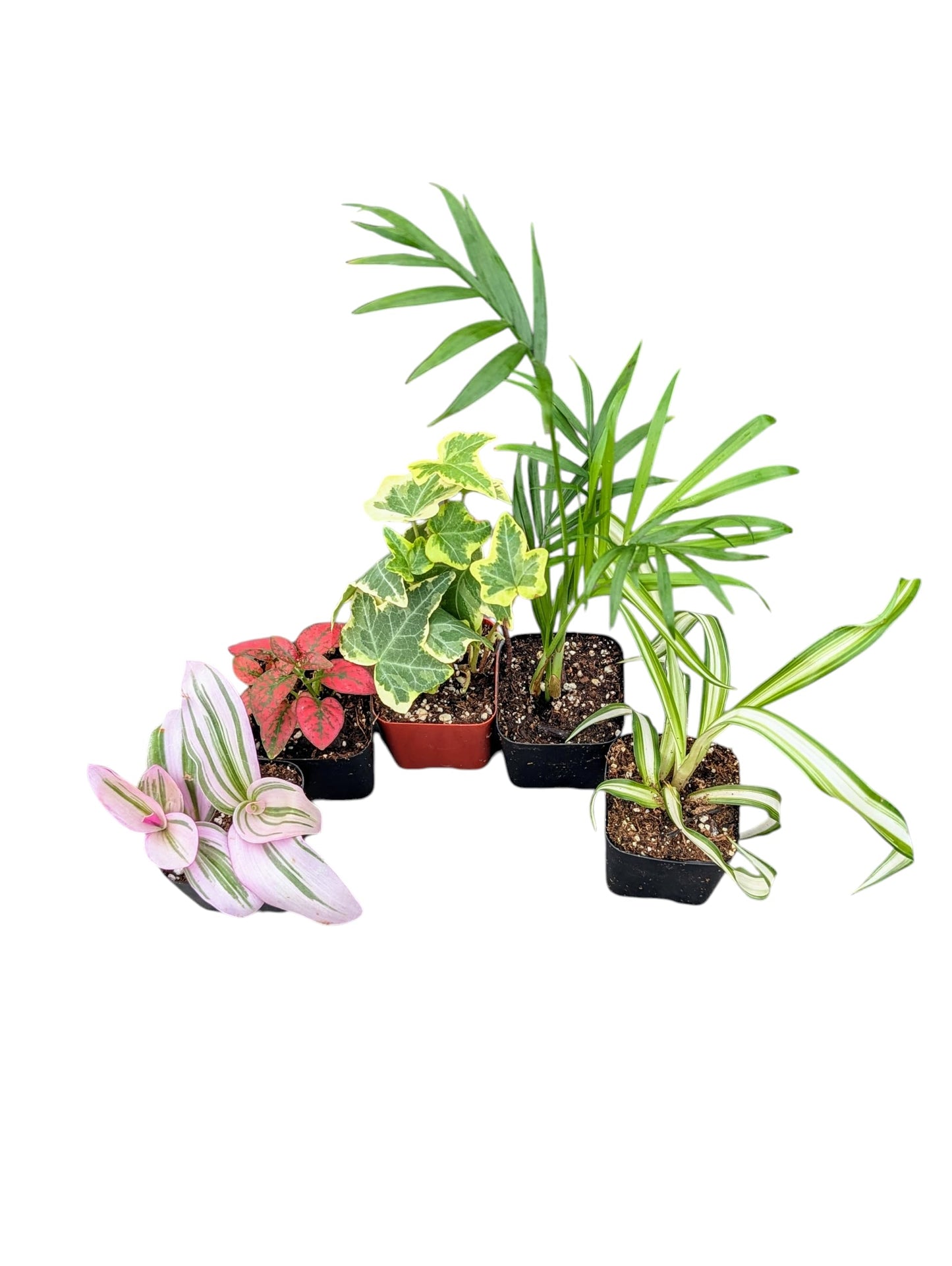 Live Indoor House Plants Collection, 2 Inch Potted Mixed Varieties, Set of 5 Plants for Home Decor