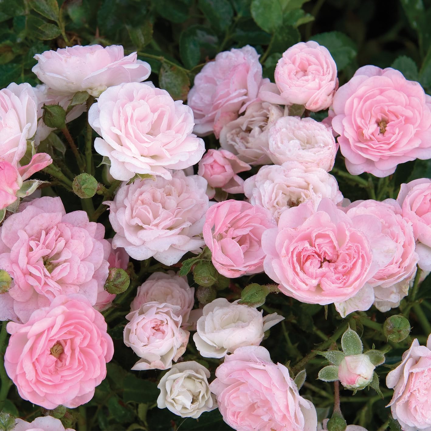 Live Plant from Green Promise Farms - Rosa The Fairy (The Fairy Rose), #3 Gallon Size Container, Pink Flowers - This Plant Does NOT Ship to AZ, CA, HI, ID, MT, NV, OR, PR, UT & WA!!