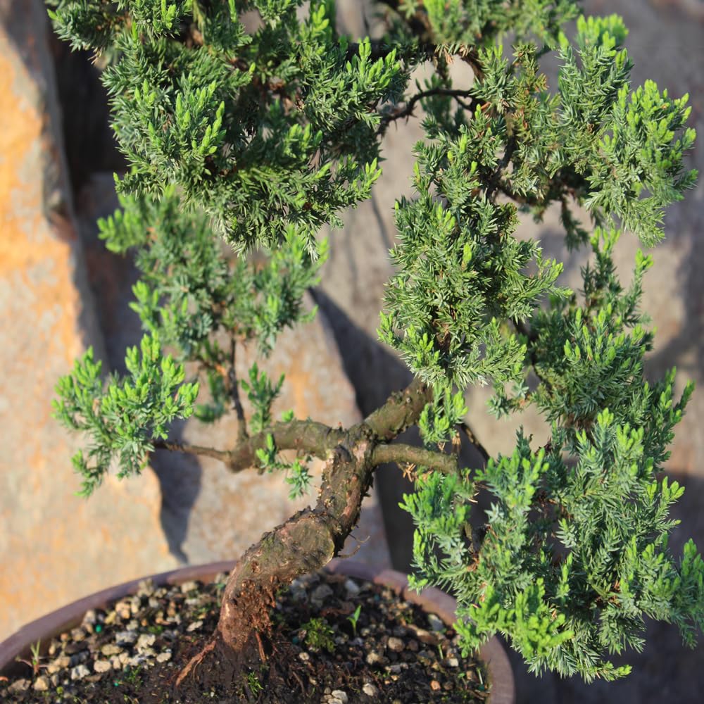 Brussel's Bonsai Live Green Mound Juniper Bonsai Tree - Large, 7 Year, 12 to 16 Inches - Outdoor Bonsai Tree Live with Bonsai Pot