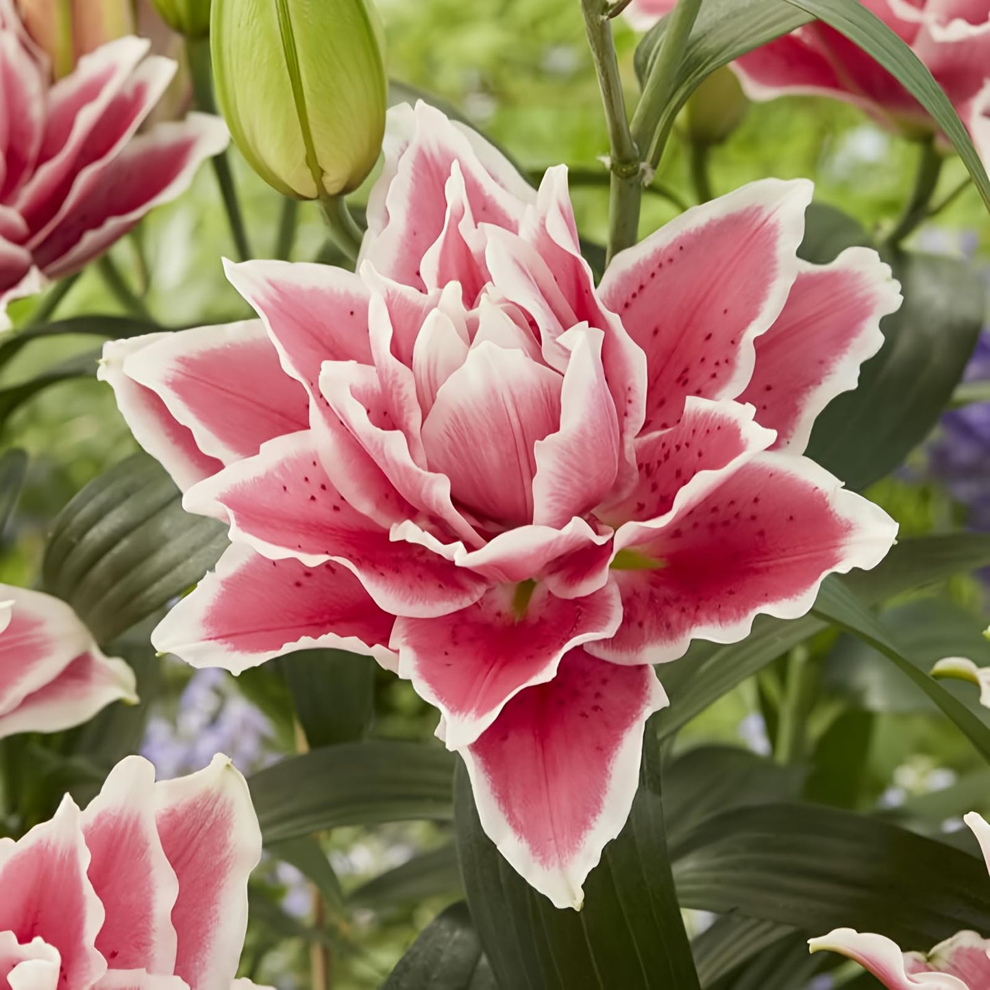 Eden Brothers Roselily Bulbs - Samantha Non-GMO Bulbs for Planting, 3 Roots | Low-Maintenance Flower Bulbs, Plant During Spring Season, Zones 3, 4, 5, 6, 7, 8, 9