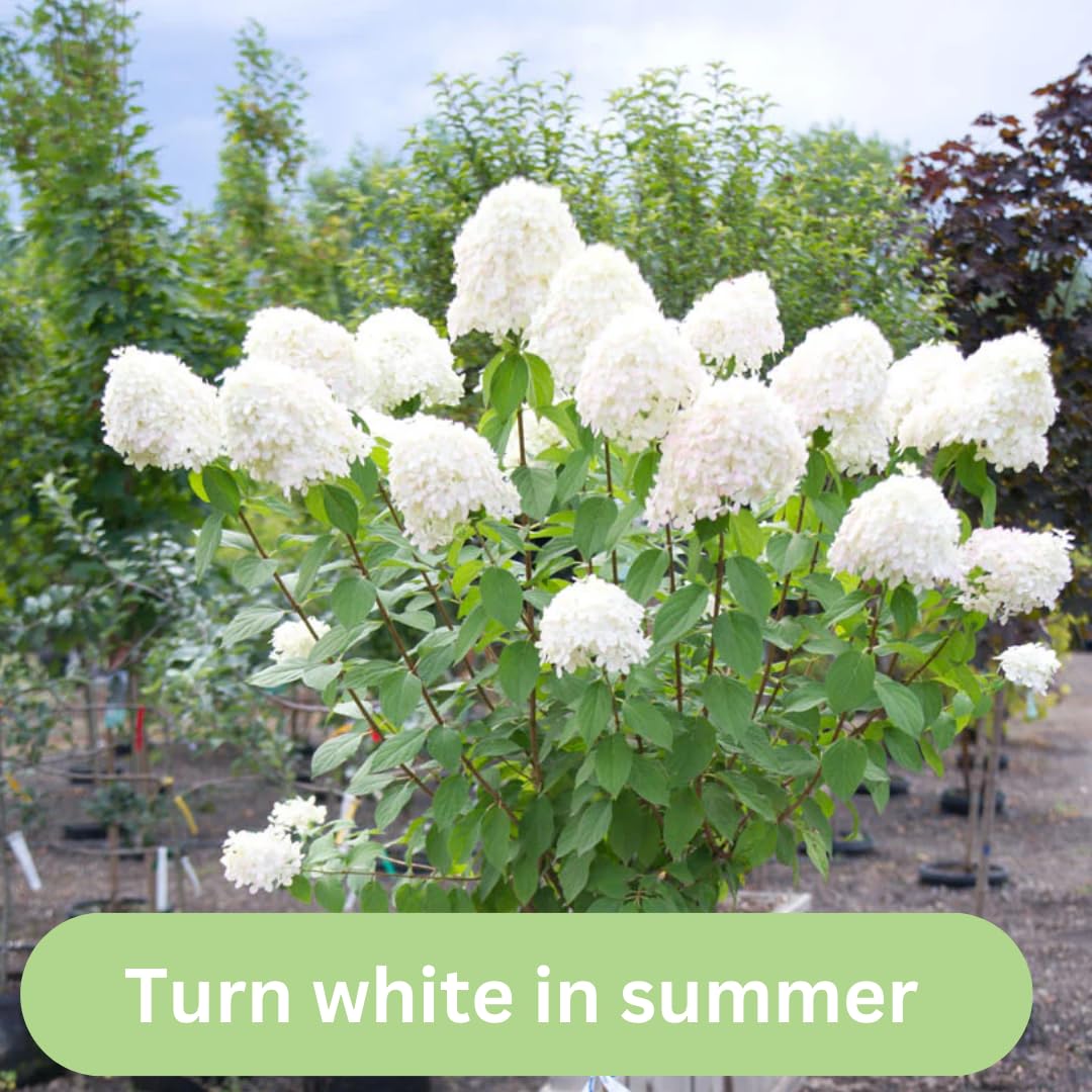 Hydrangea Tree Plants Live in Pot, 5-11" in Tall, Change Color Perennial Planting Indoor Outdoor, Long Lasting Blooms Flower (White and Pink)