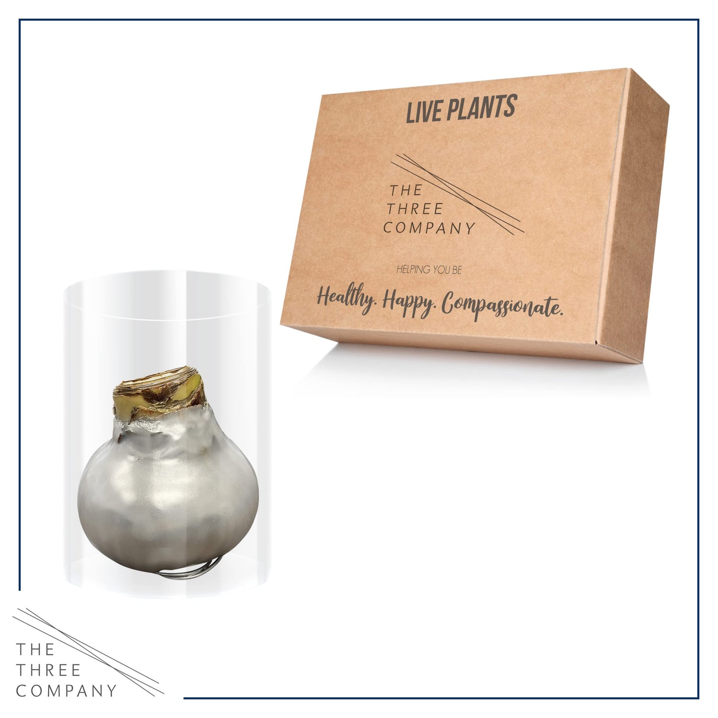 Waxed Amaryllis Bulb – Silver Wax with Red Blooms – Live Holiday Gift Plant, Easy Care, No Watering Needed