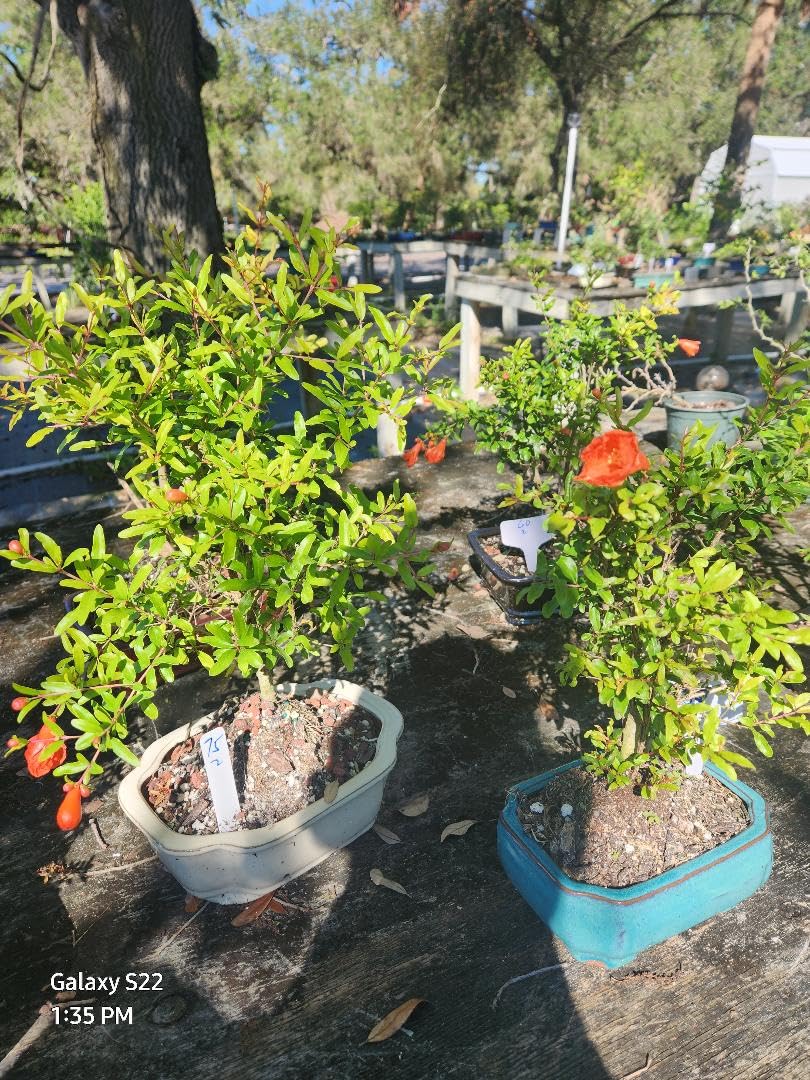 Dwarf Pomegranate Punica granatum Live Starter Plant Bonsai