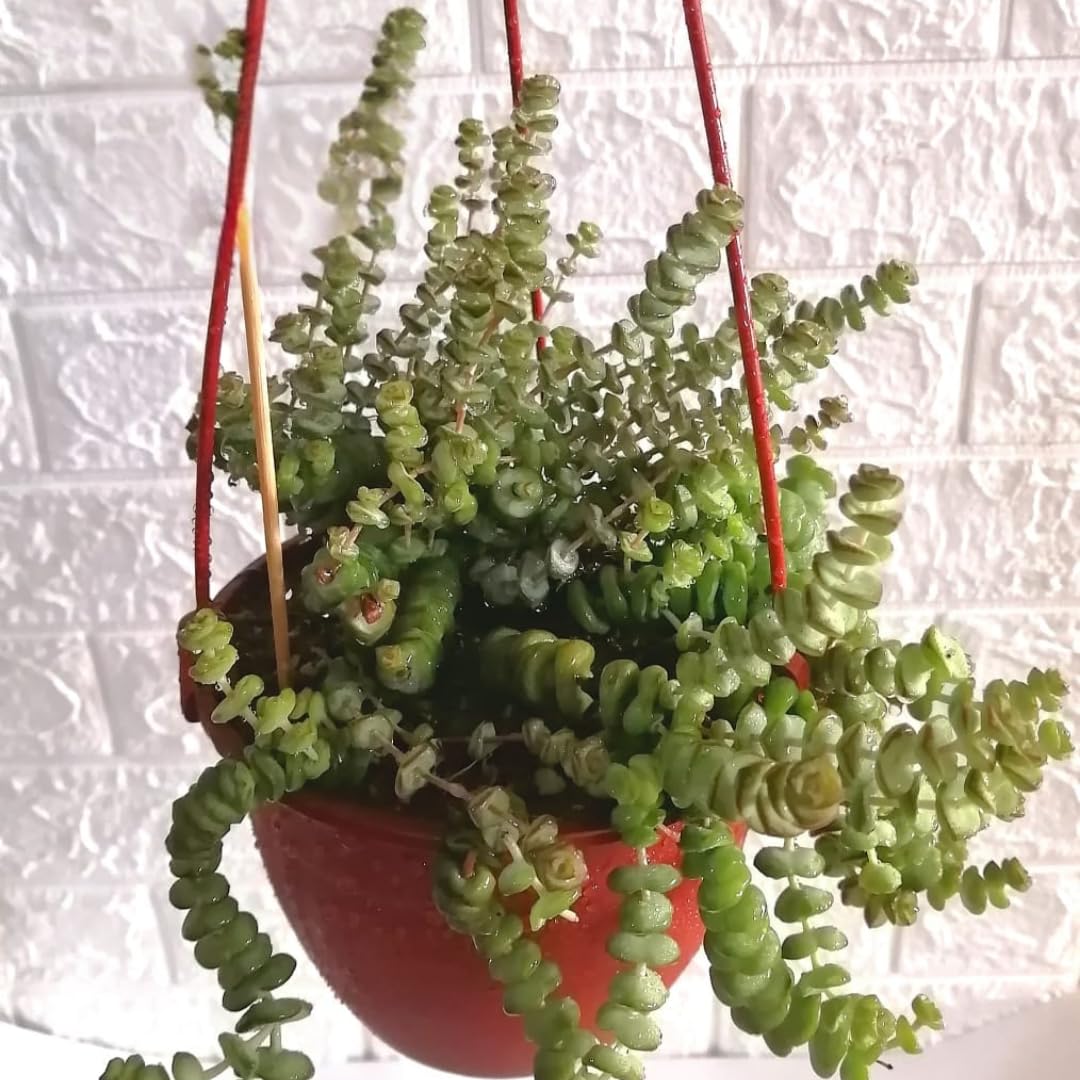 String of Buttons Live Plants, Easy Indoor Trailing Succulent in 2.5" Pot, Hanging Succulent Houseplant Indoor Outdoor Planting