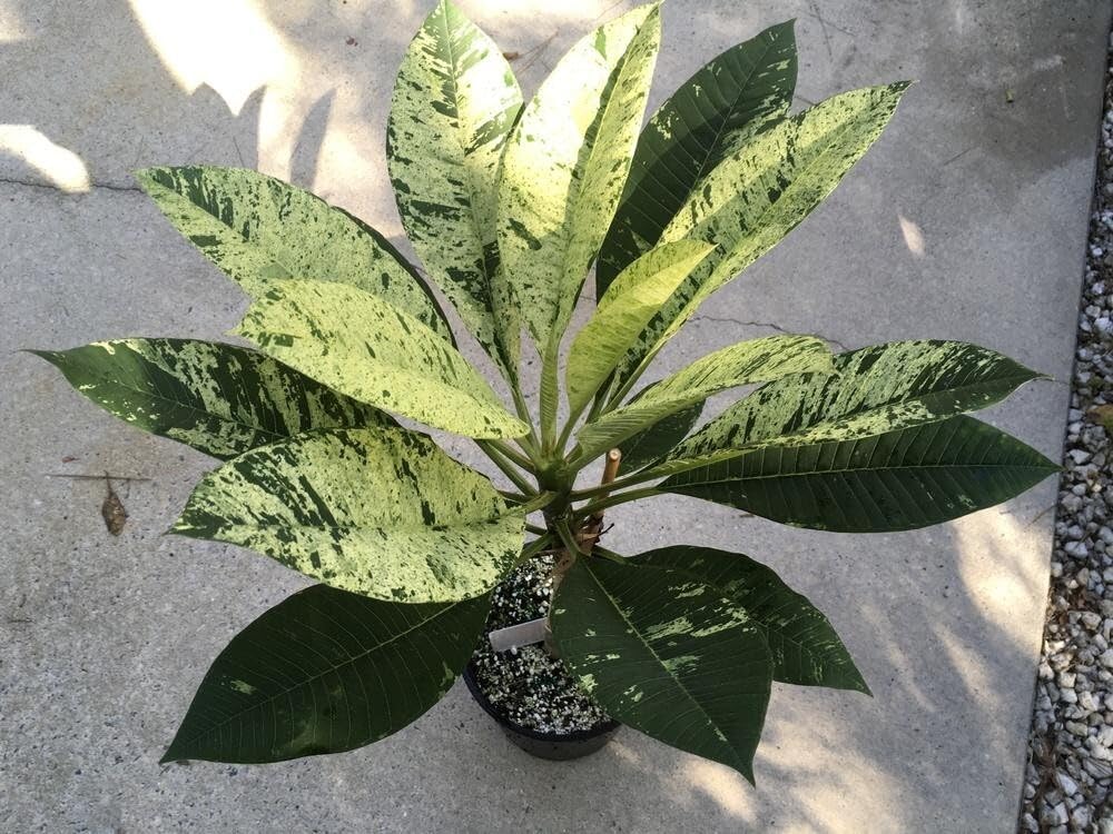 Live Plant - Maya Red Variegated Leaf Plumeria rubra Frangipani Plant
