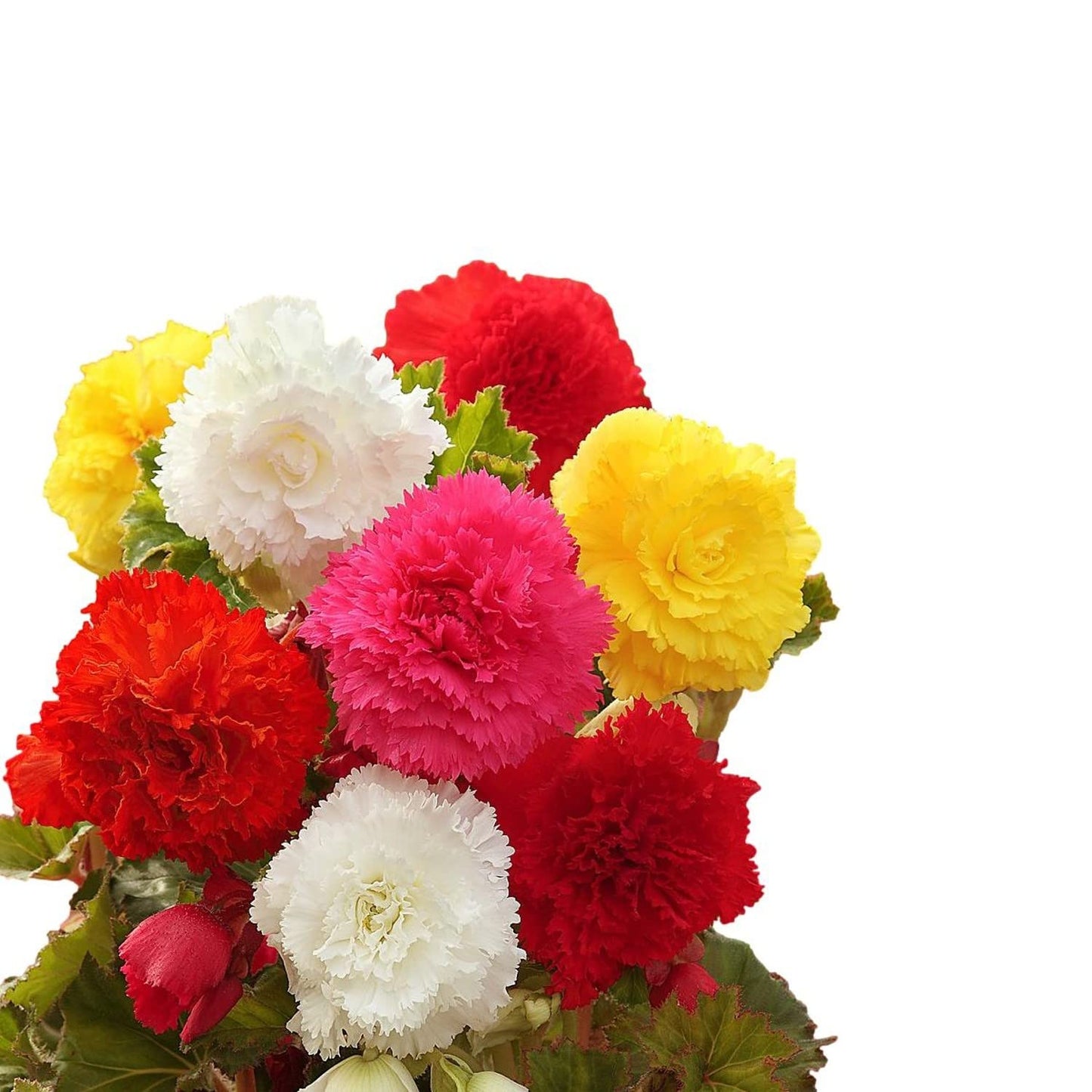 Easy to Grow Begonia Giant Ruffled Mix 6 Bulbs - Large Colorful Flowers, Blooms in Summer Shade Tropical Spring Planted