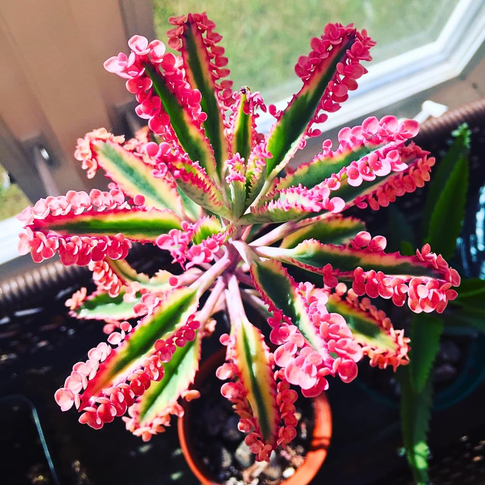 Kalanchoe Pink Butterfly Plant, Pink Mother of Thousands Succulents, Hardy Succulent Indoor Planting 2 Inch Pot