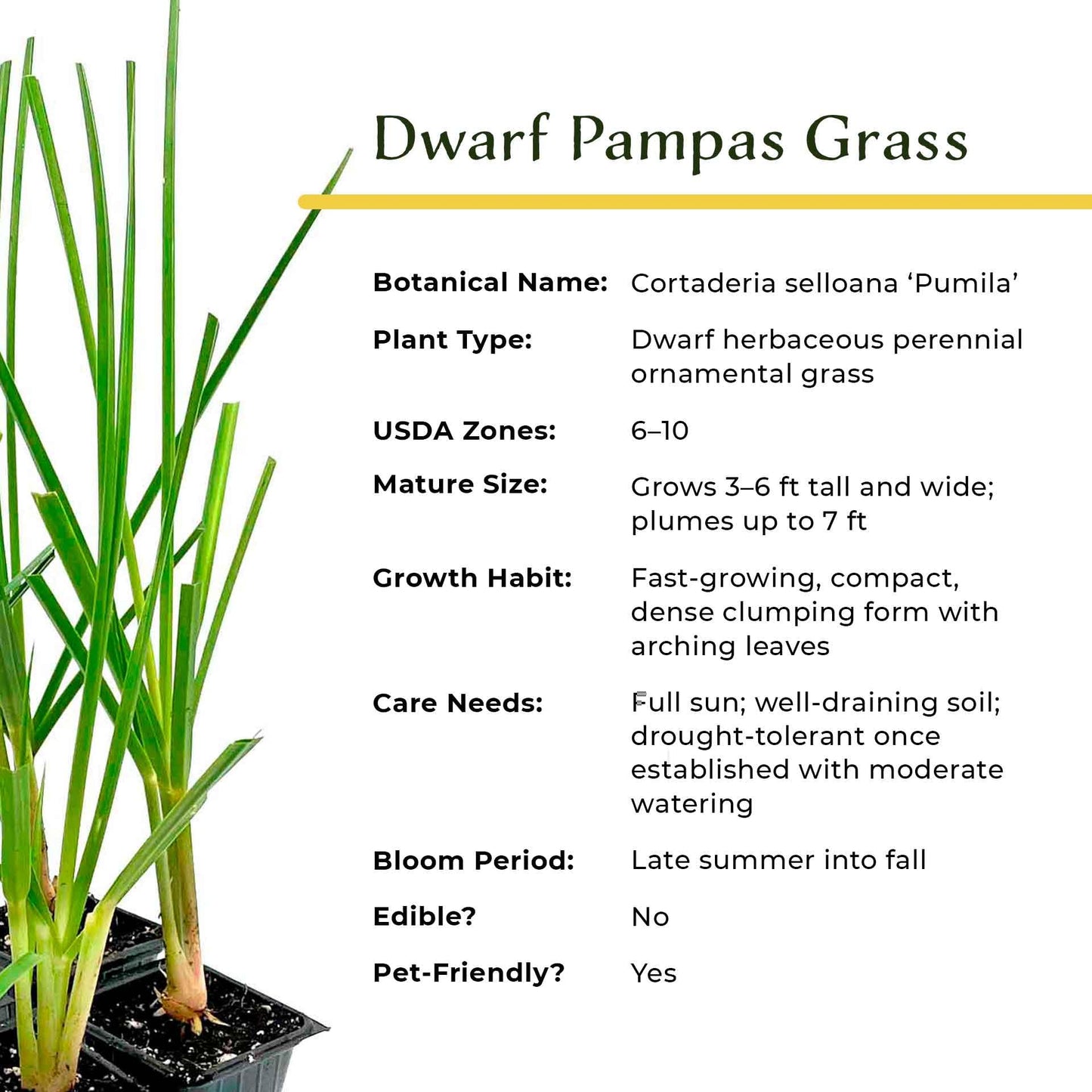 4 Dwarf White Pampas Grass – Compact Ornamental Grass with Large White Plumes for Screens & Accents (Cortaderia selloana ‘Pumila’) in 3.5” Cubes, Live Plants