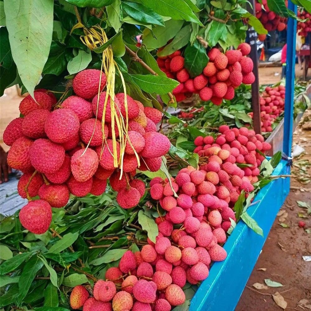 Lychee Tree Live Plant 3 Gallon 2-3 Ft Tall, Red Lychee Tree, Sweet Tropical Fruit Tree for Outdoor Growing, No Ship to CA