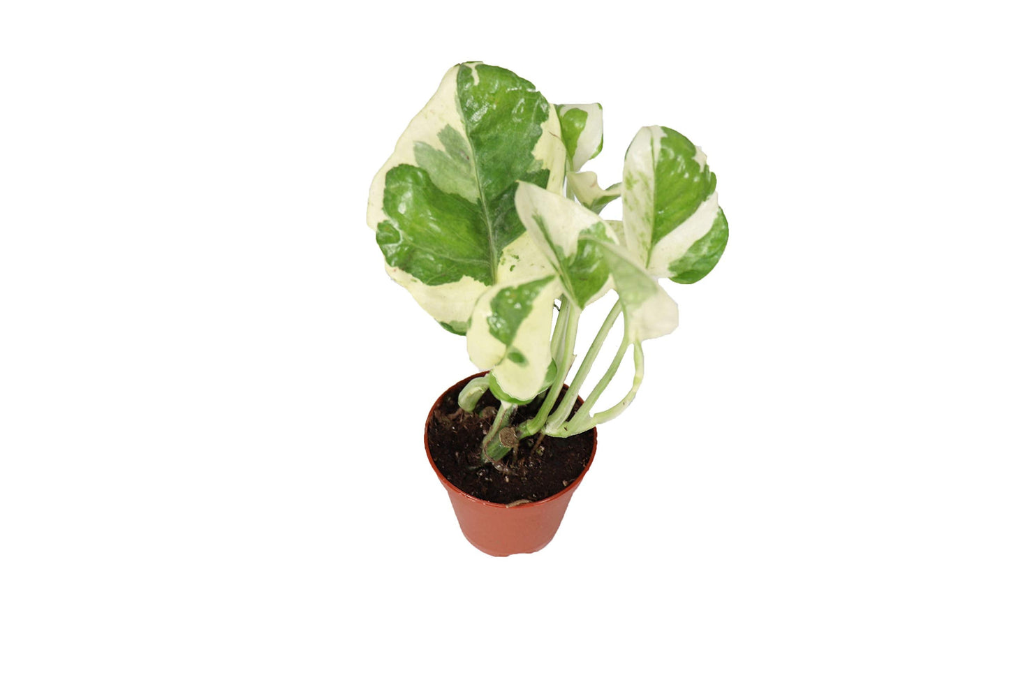 Pothos 'N Joy - 2.5" Growers pot Live Plant - Variegated White and Green Leaves - Easy to Care for - Perfect for Indoor and Outdoor Home Decor, Office, and Gift