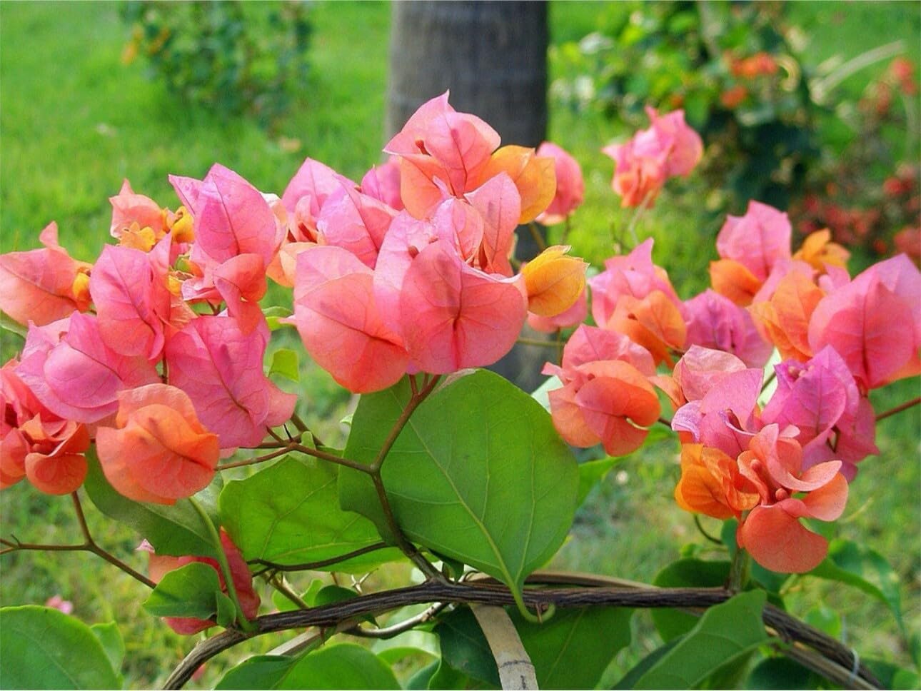 Live Plant - 4” Pot of Afterglow Live Rooted Bougainvillea Plant