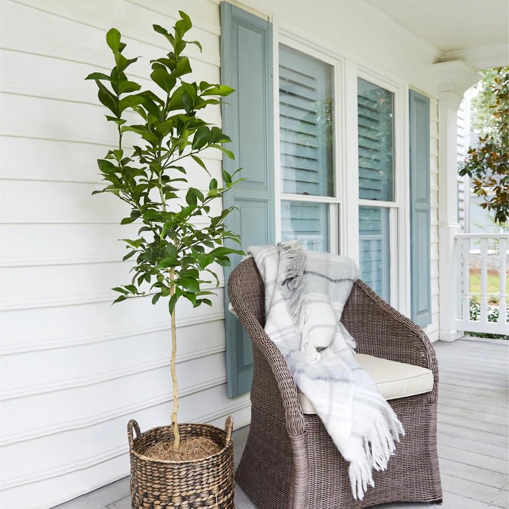 Brighter Blooms - Meyer Lemon Tree, 1-2 ft. - No Shipping to AK, AL, AZ, CA, FL, GA, HI, LA, MS, OR, TX