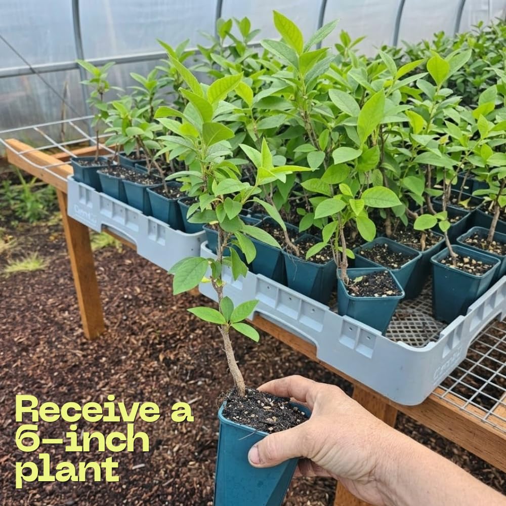 Chokeberry Live Plant, 8 Inch Tall, Live Fruiting Shrub for Homegrown Nutritious Berries, Deciduous Fruit Producer for Small Yards