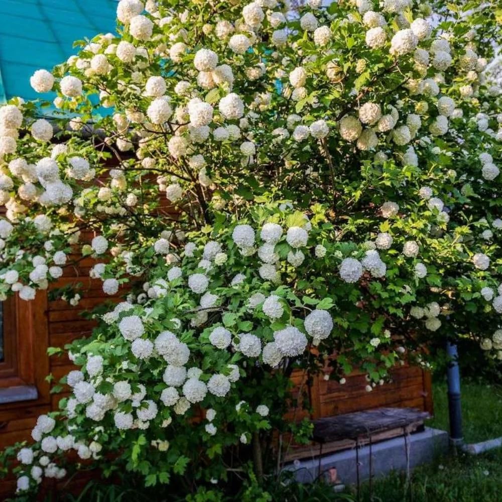 2 Old Fashion Viburnum Plants Live for Planting, Snowball Viburnum Live Plants 6 to 10 Inches Height, 4" Pots, Viburnum Shrubs